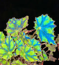 RARE Rex Begonia Harmonys Tiger Kitten Live House Plant Potted 4 pot gift