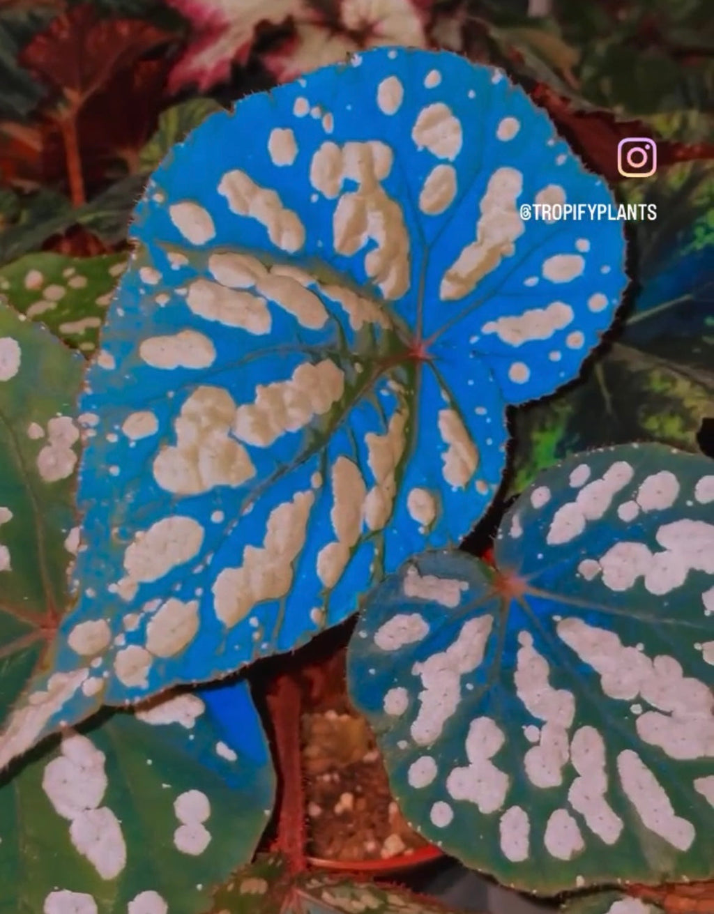 RARE Begonia 'Betsy' Iridescent Blue Spotted Live House Plant Potted 4 gift