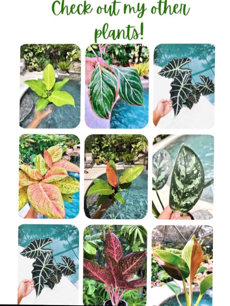 Ficus Elastica Shivereana Moonshine Mint Variegated House Plant 4 pot Potted