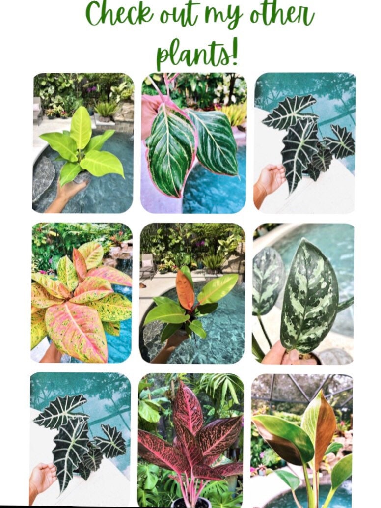 Philodendron Gloriosum Zebra Aroid 4 pot potted house Plant