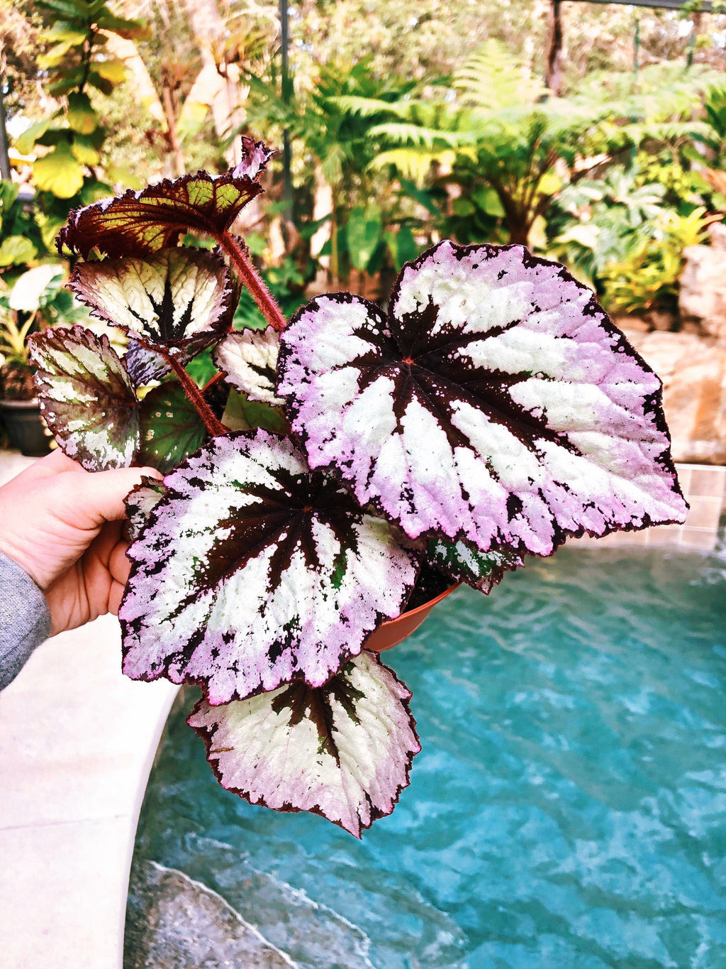 Rex Begonia 'Fire Woman' Purple Gray  Variegated Live House Plant Potted 4 gift