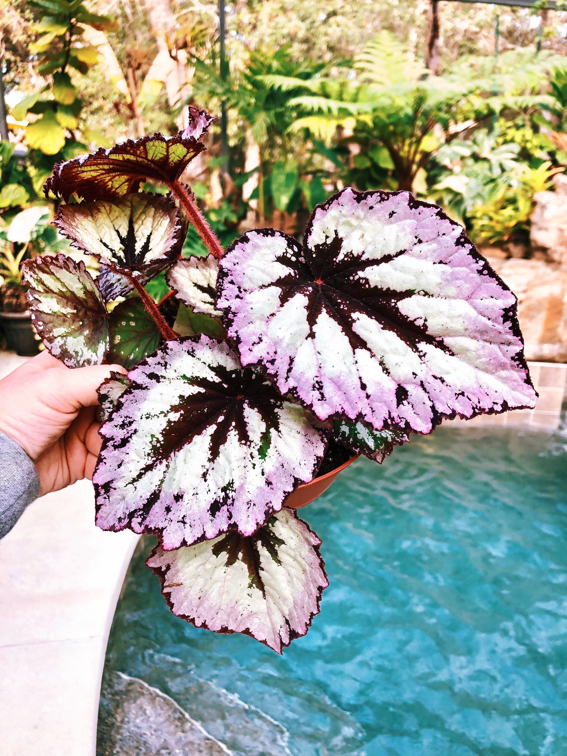 Rex Begonia 'Fire Woman' Purple Gray  Variegated Live House Plant Potted 4 gift