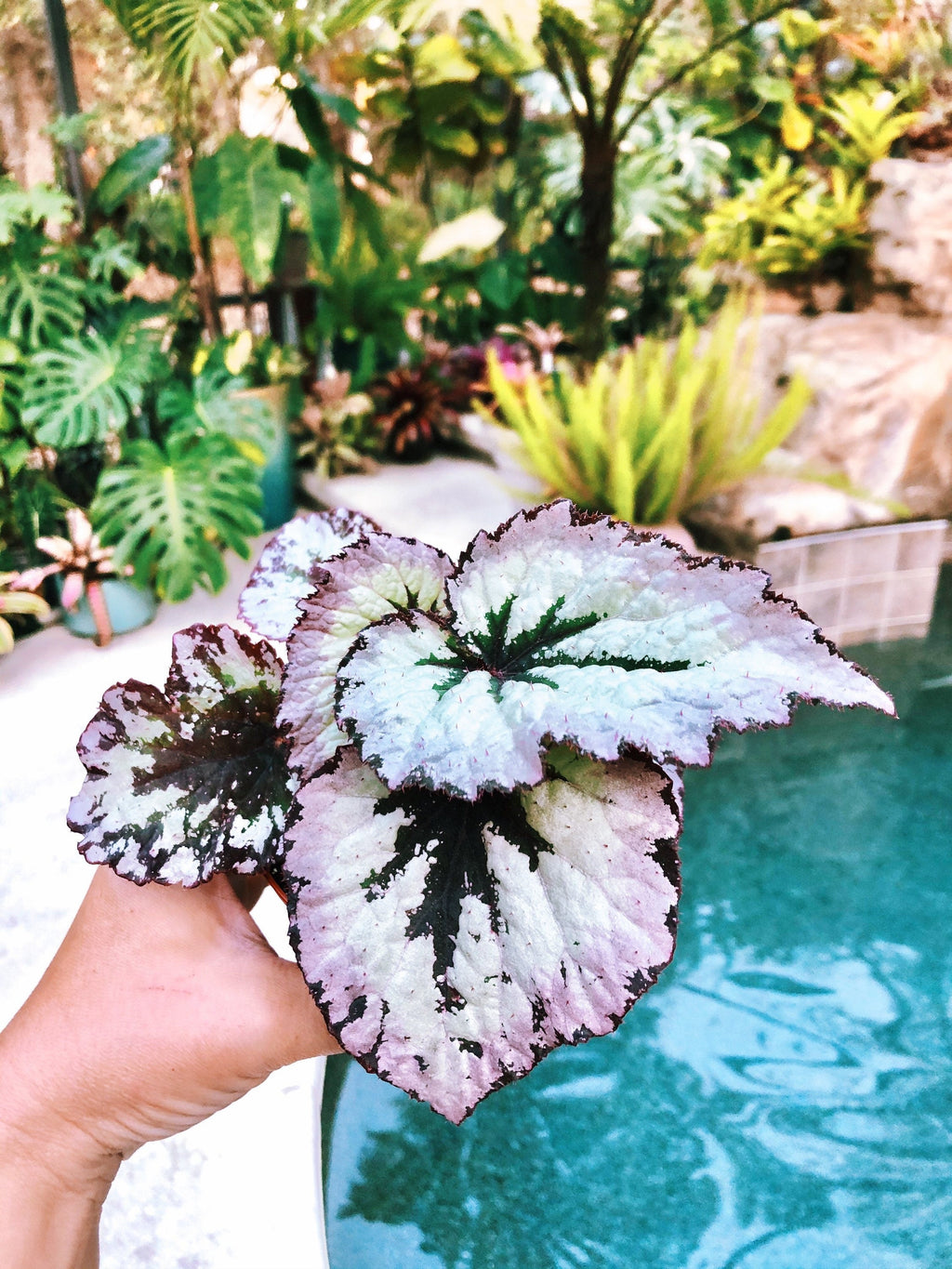 Rex Begonia 'Fire Woman' Purple Gray  Variegated Live House Plant Potted 4 gift