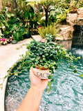Ficus pumila 'Quercifolia' mini oakleaf creeping fig String of Frogs Trailing House Plant 4 Potted