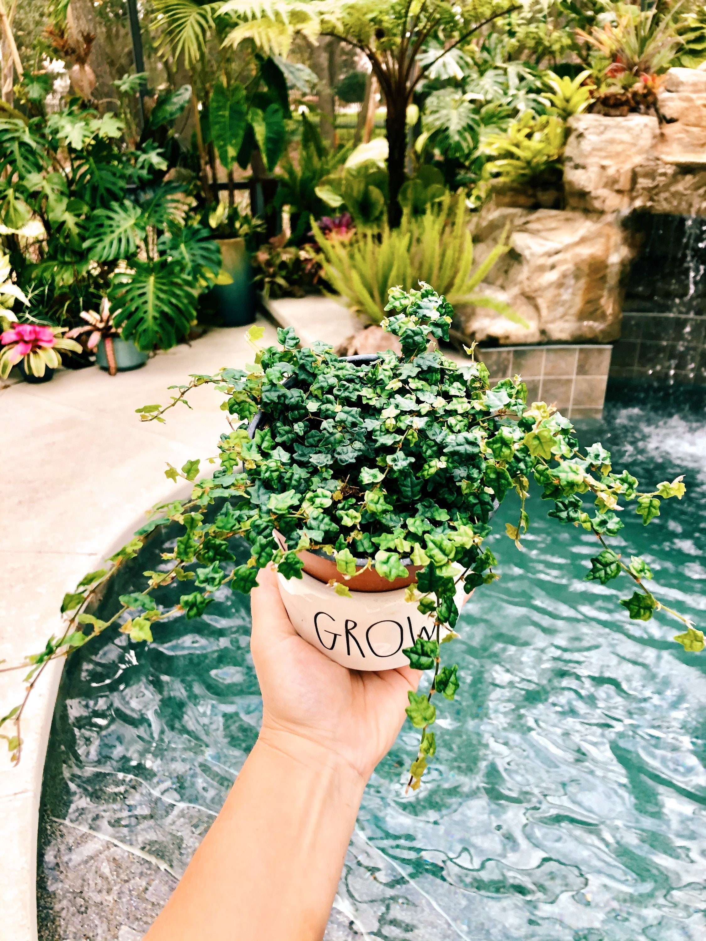 Ficus pumila 'Quercifolia' mini oakleaf creeping fig String of Frogs Trailing House Plant 4 Potted