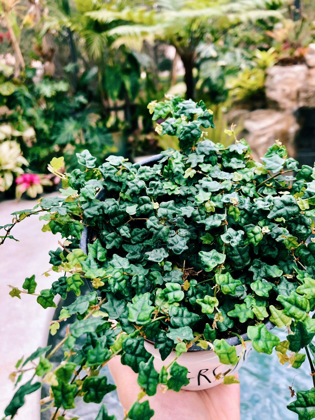 Ficus pumila 'Quercifolia' mini oakleaf creeping fig String of Frogs Trailing House Plant 4 Potted