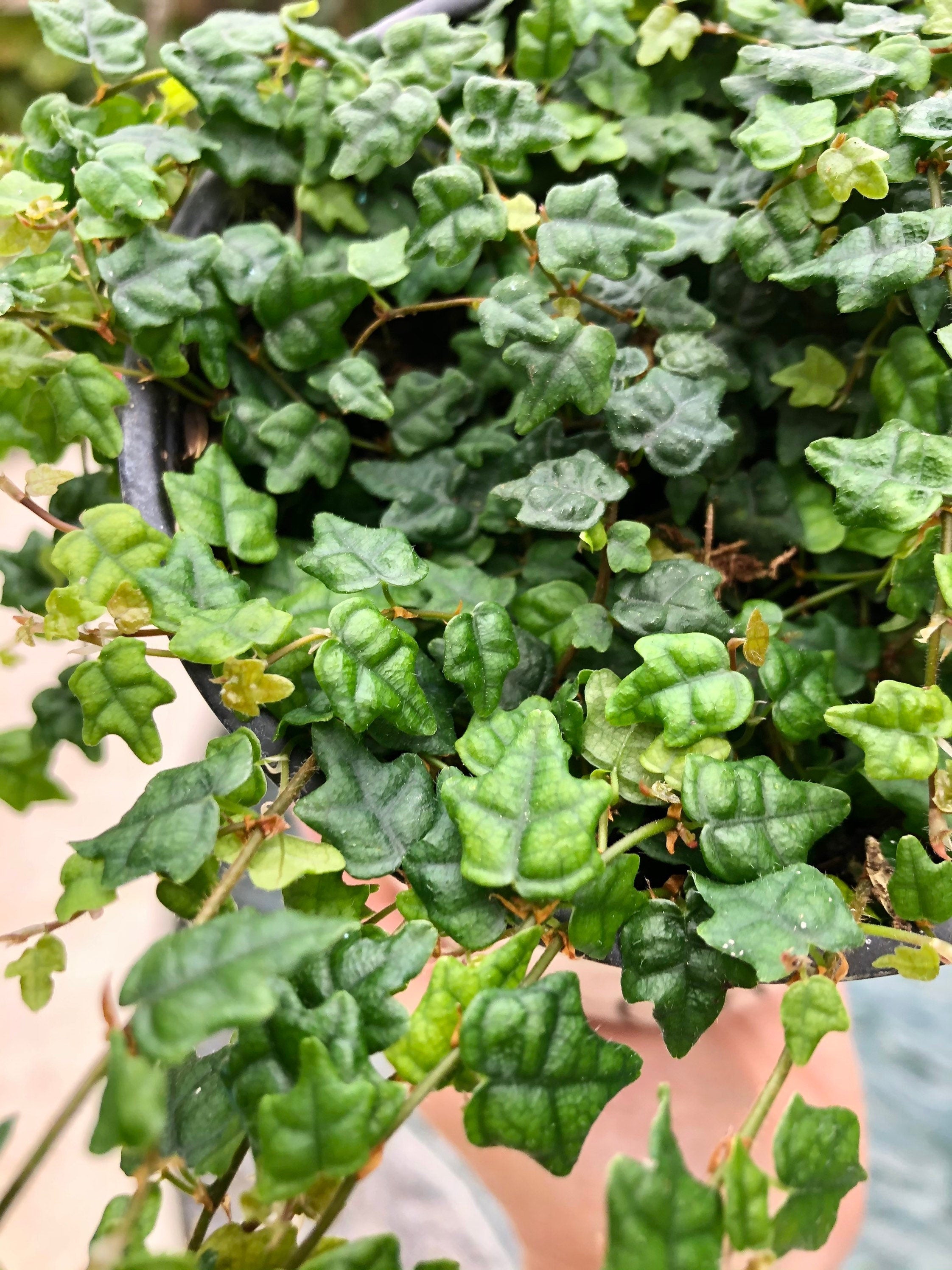 Ficus pumila 'Quercifolia' mini oakleaf creeping fig String of Frogs Trailing House Plant 4 Potted