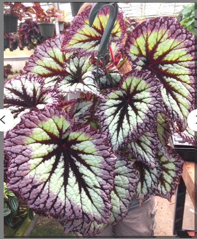 Rex Begonia 'Fire Woman' Purple Gray  Variegated Live House Plant Potted 4 gift