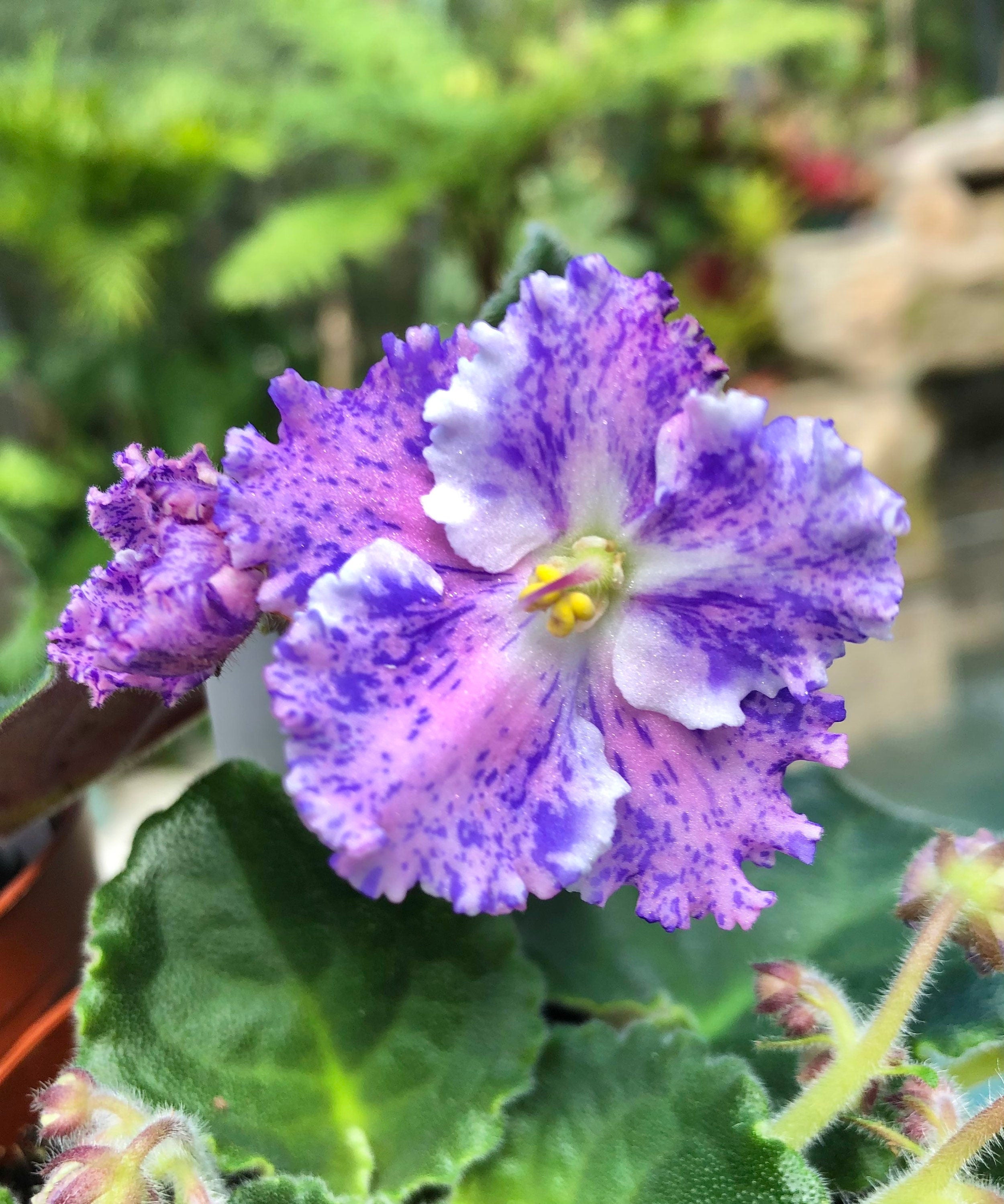 Live house plant variegated fantasy bloom African Violet Harmony's 'Amour Elite' garden 4 pot flower Potted gift