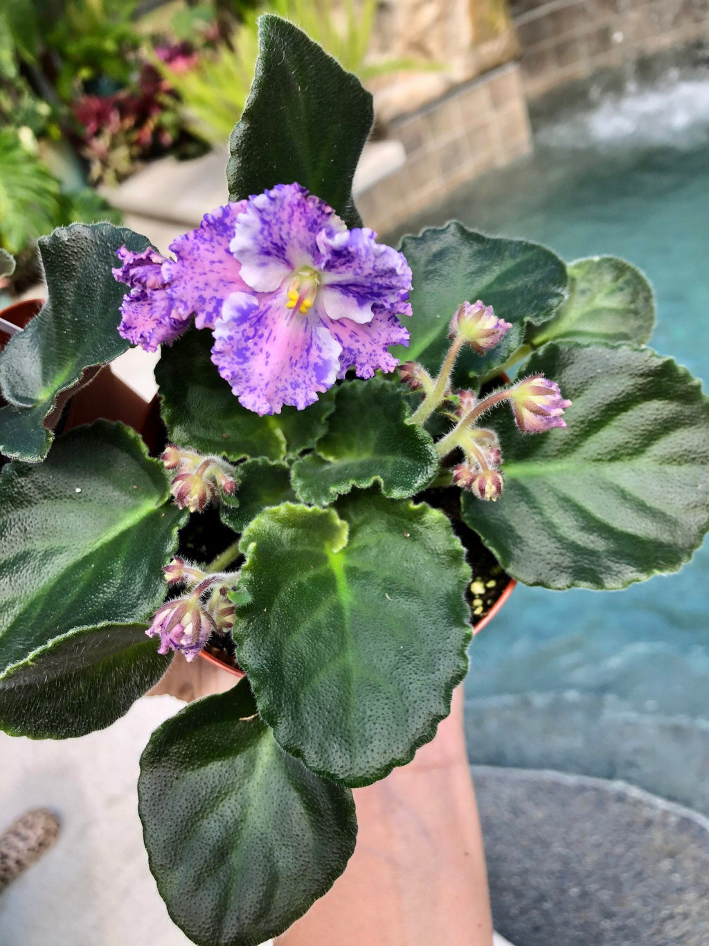 Live house plant variegated fantasy bloom African Violet Harmony's 'Amour Elite' garden 4 pot flower Potted gift