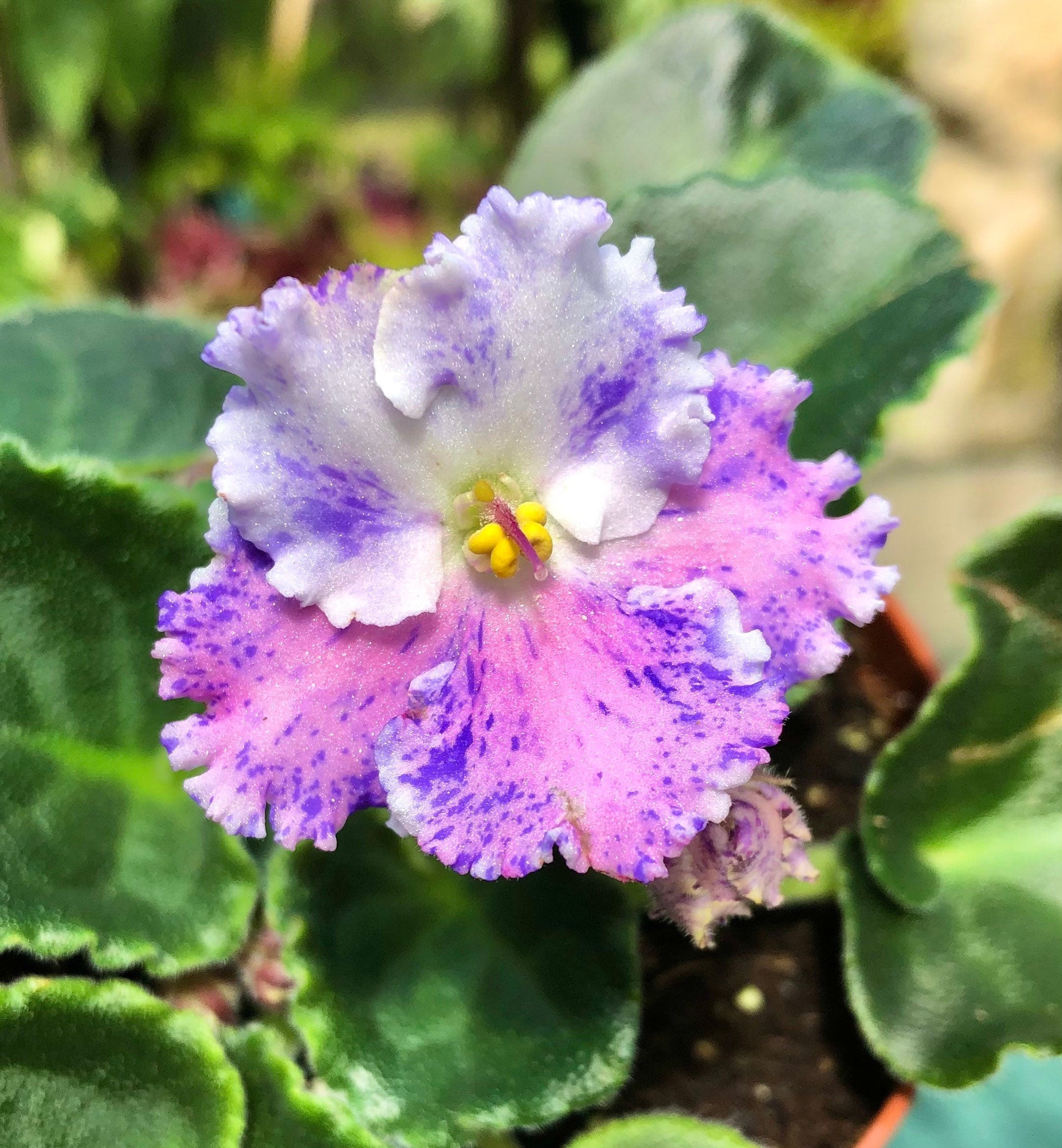 Live house plant variegated fantasy bloom African Violet Harmony's 'Amour Elite' garden 4 pot flower Potted gift
