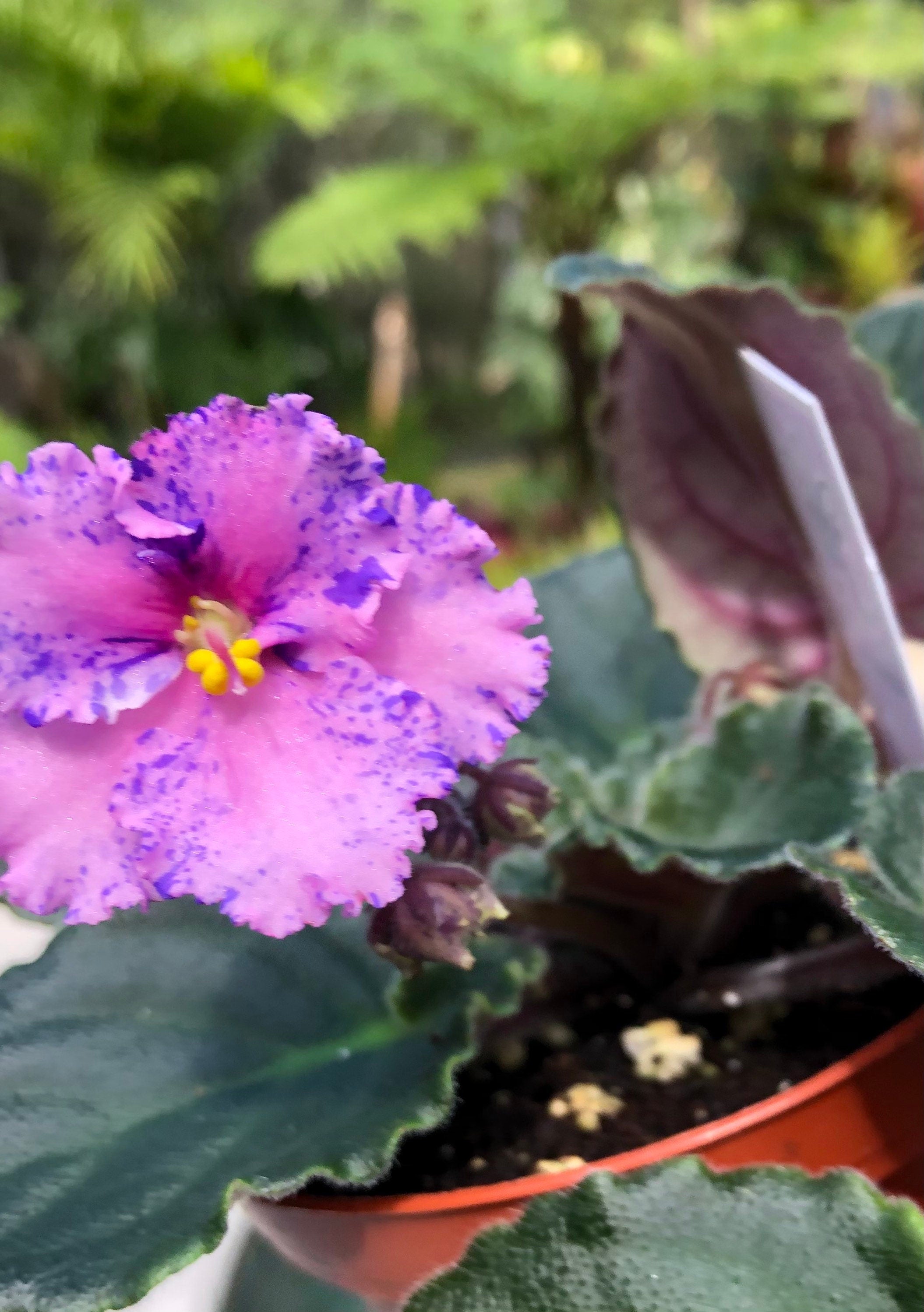 Live house plant variegated fantasy bloom African Violet Harmony's 'Amour Elite' garden 4 pot flower Potted gift