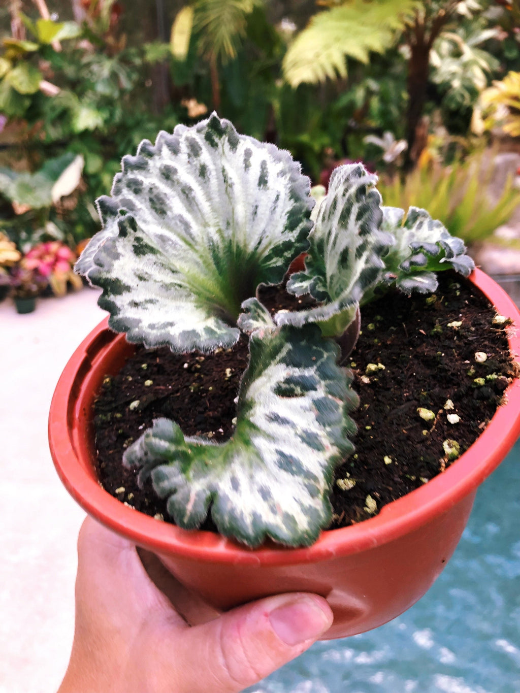 RARE Primulina Chirita 'Curly Loki' Gesneriad Live house plant African Violet Potted 6 Hanging Basket
