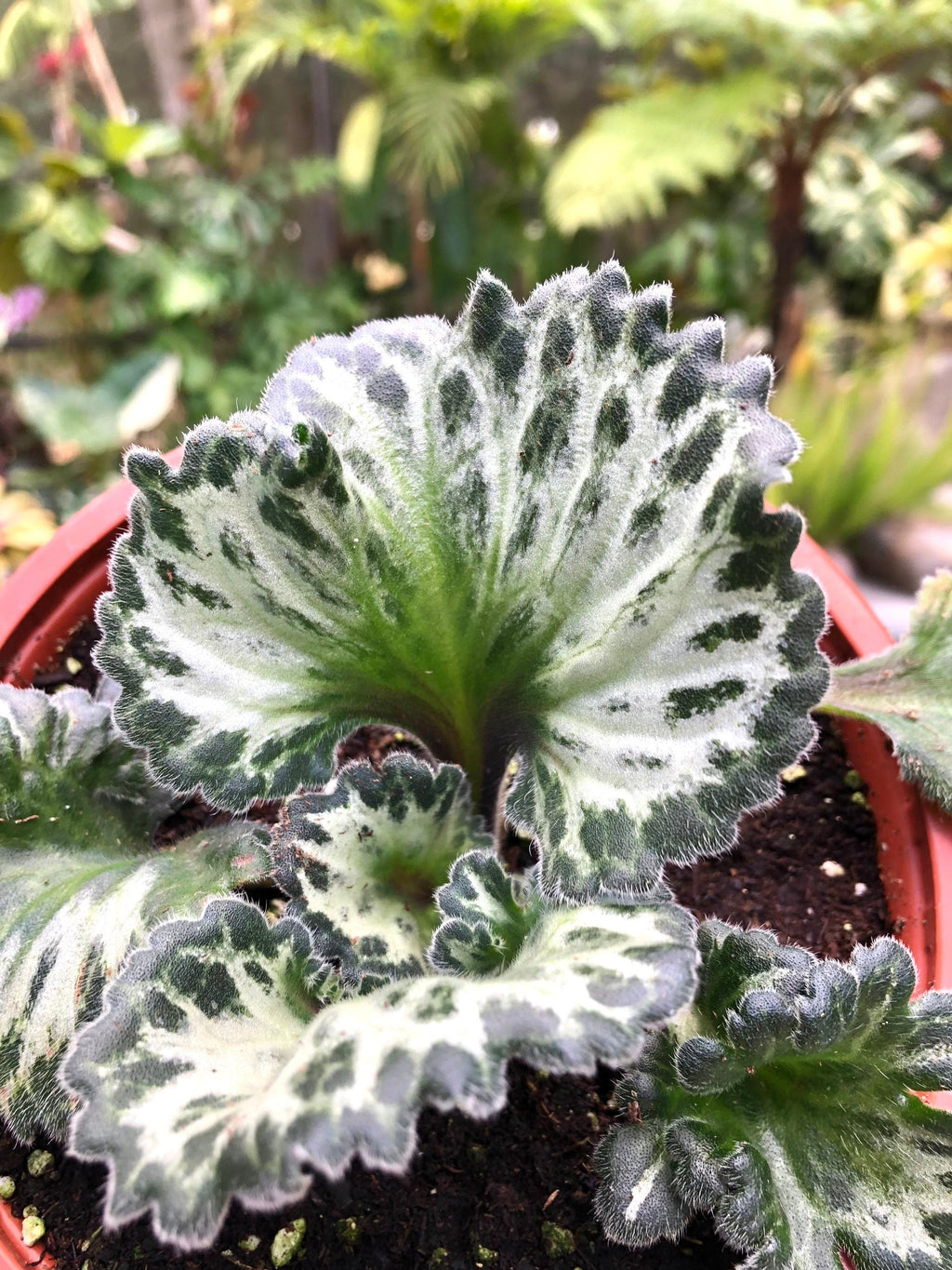 RARE Primulina Chirita 'Curly Loki' Gesneriad Live house plant African Violet Potted 6 Hanging Basket