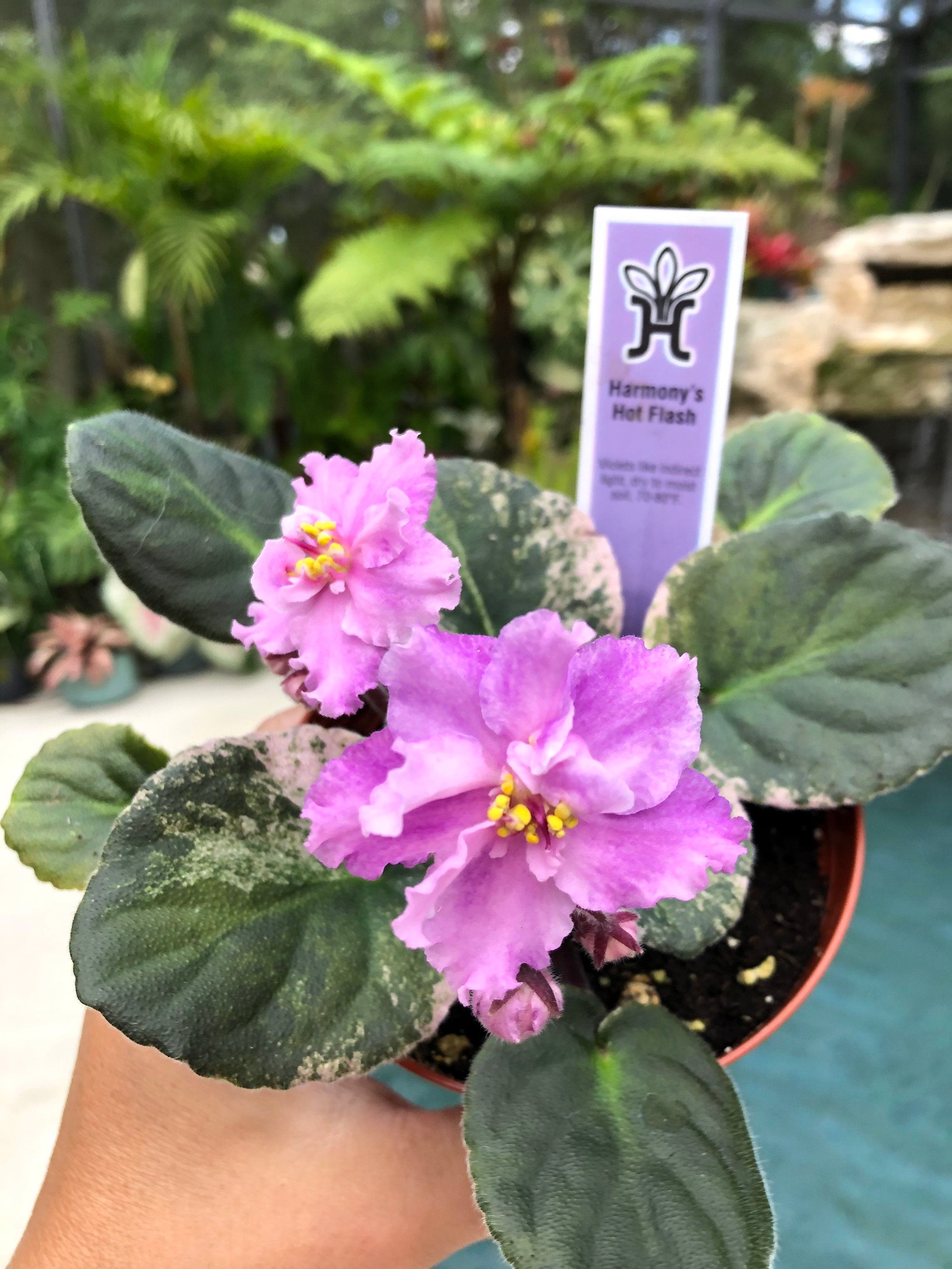 Live house plant variegated African Violet Harmony's 'Hot Flash' pixie garden 4 flower Potted gift