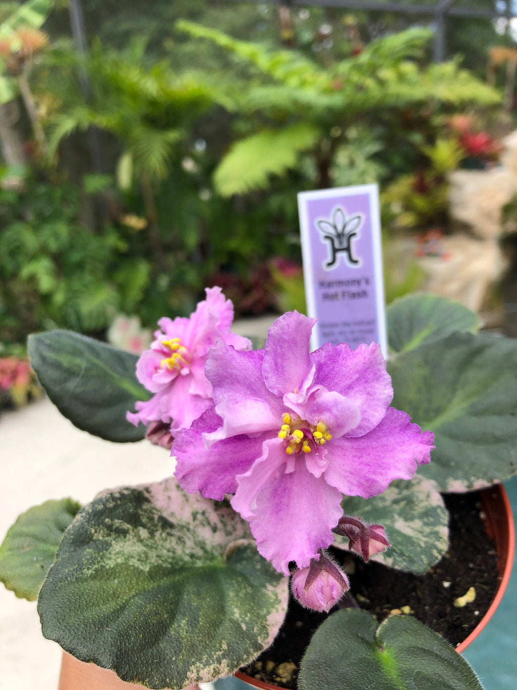 Live house plant variegated African Violet Harmony's 'Hot Flash' pixie garden 4 flower Potted gift