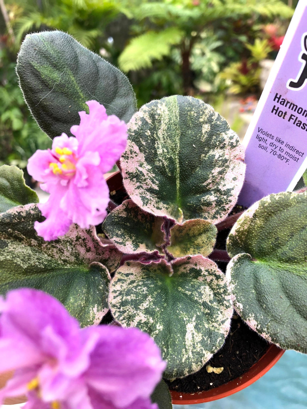 Live house plant variegated African Violet Harmony's 'Hot Flash' pixie garden 4 flower Potted gift