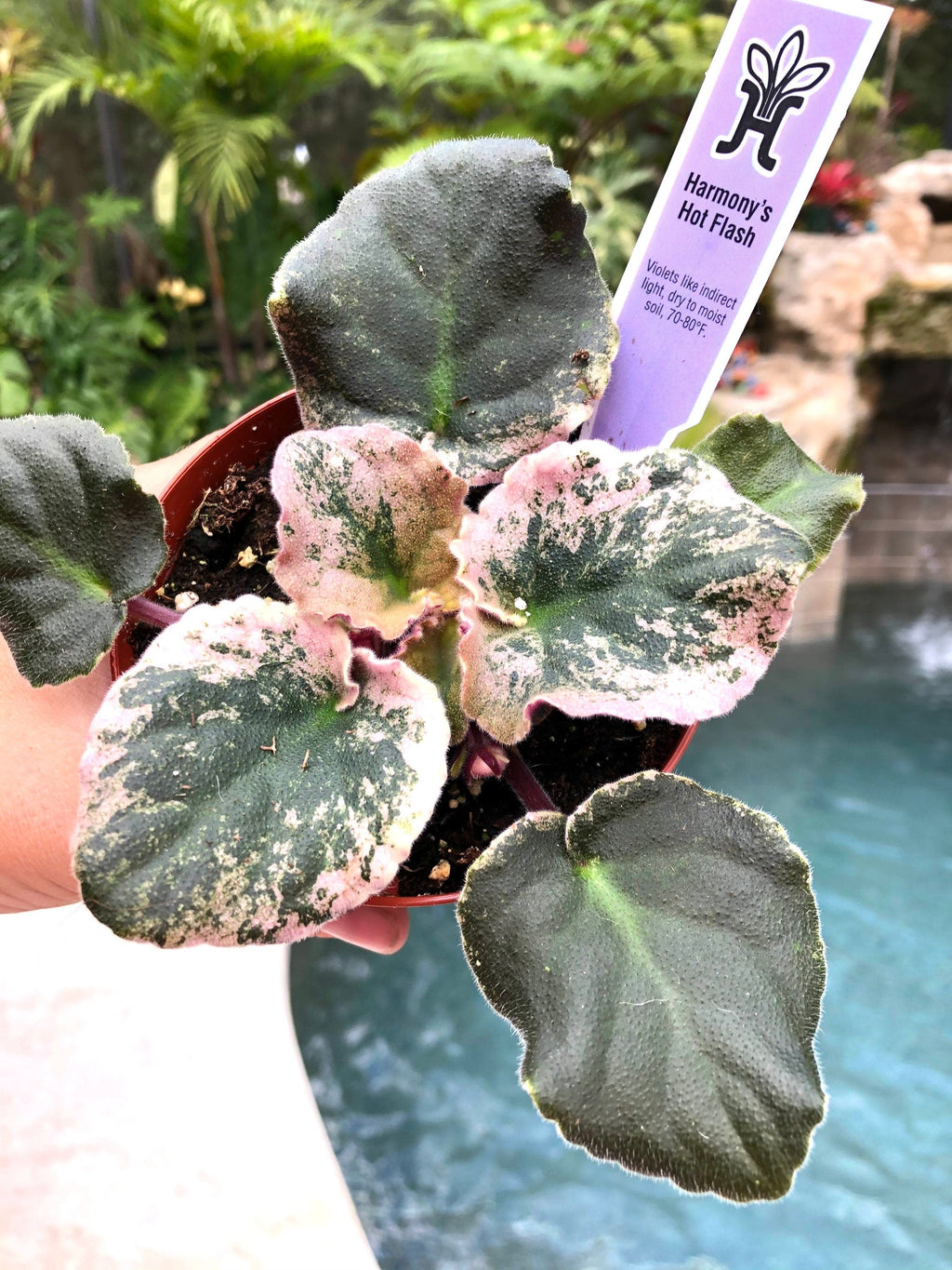 Live house plant variegated African Violet Harmony's 'Hot Flash' pixie garden 4 flower Potted gift