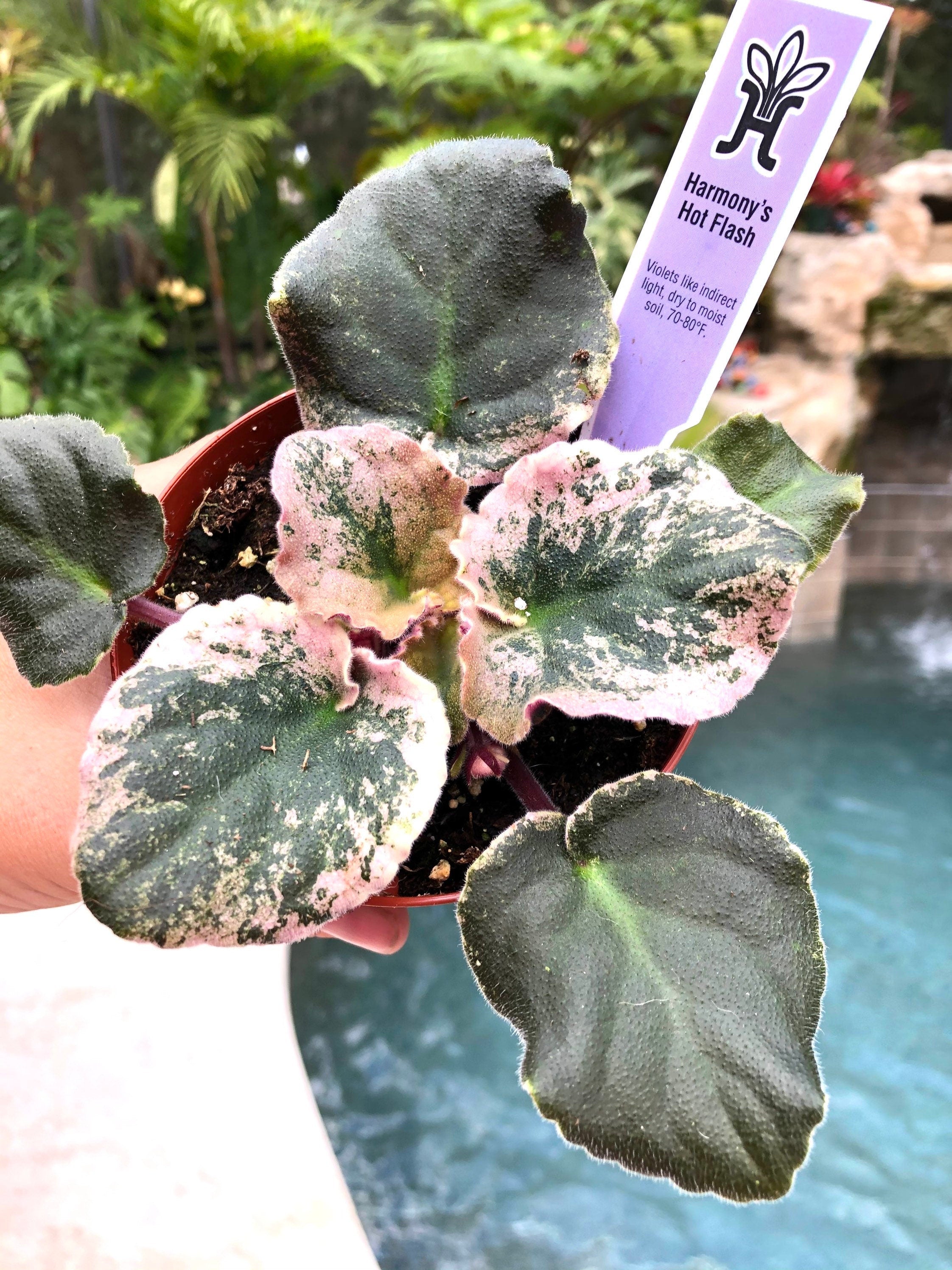 Live house plant variegated African Violet Harmony's 'Hot Flash' pixie garden 4 flower Potted gift