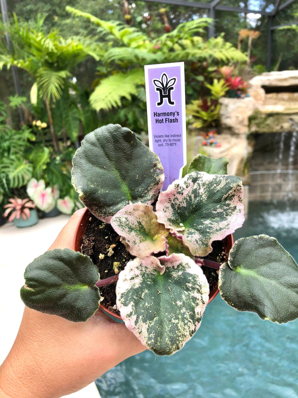 Live house plant variegated African Violet Harmony's 'Hot Flash' pixie garden 4 flower Potted gift