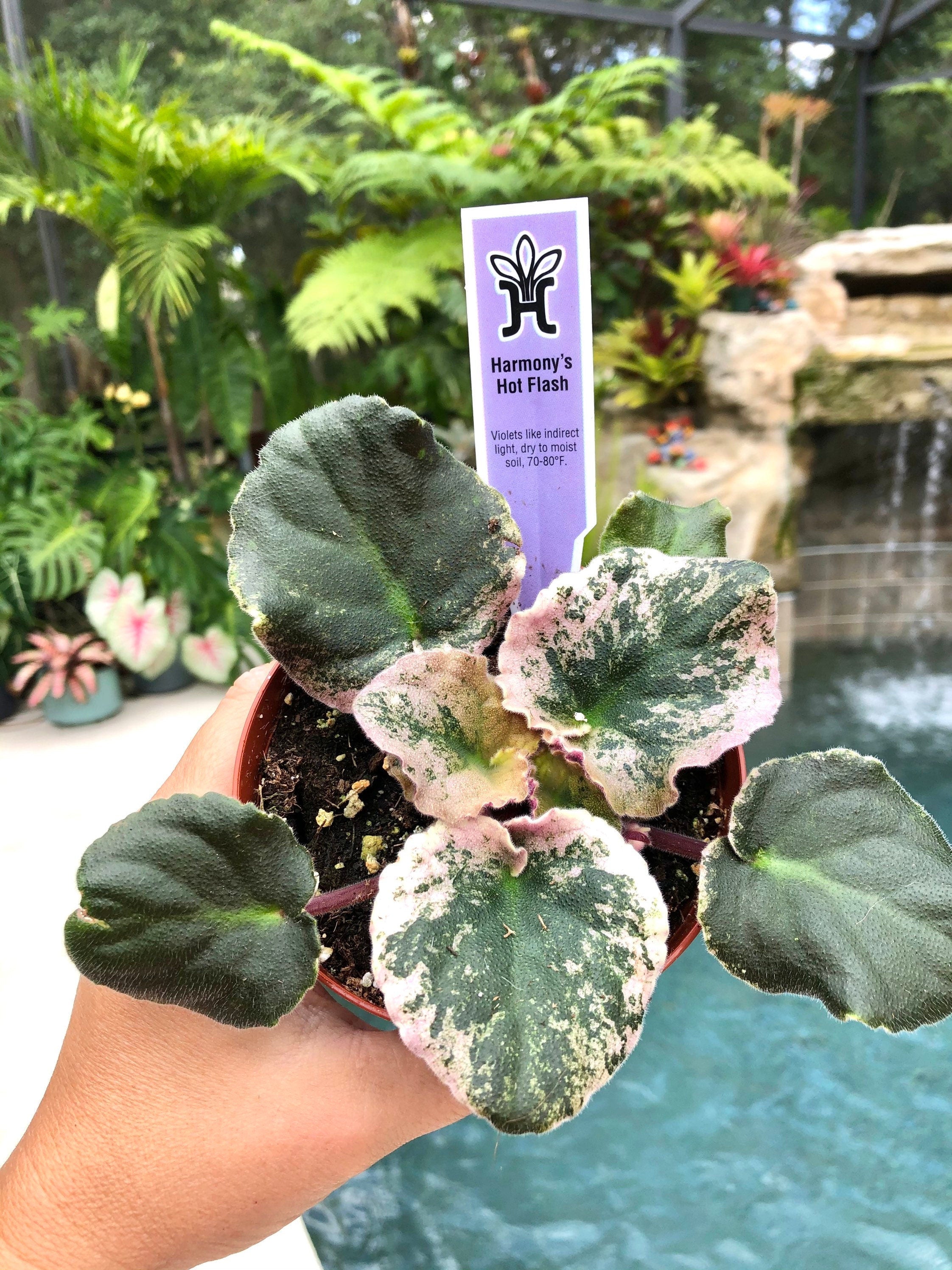 Live house plant variegated African Violet Harmony's 'Hot Flash' pixie garden 4 flower Potted gift