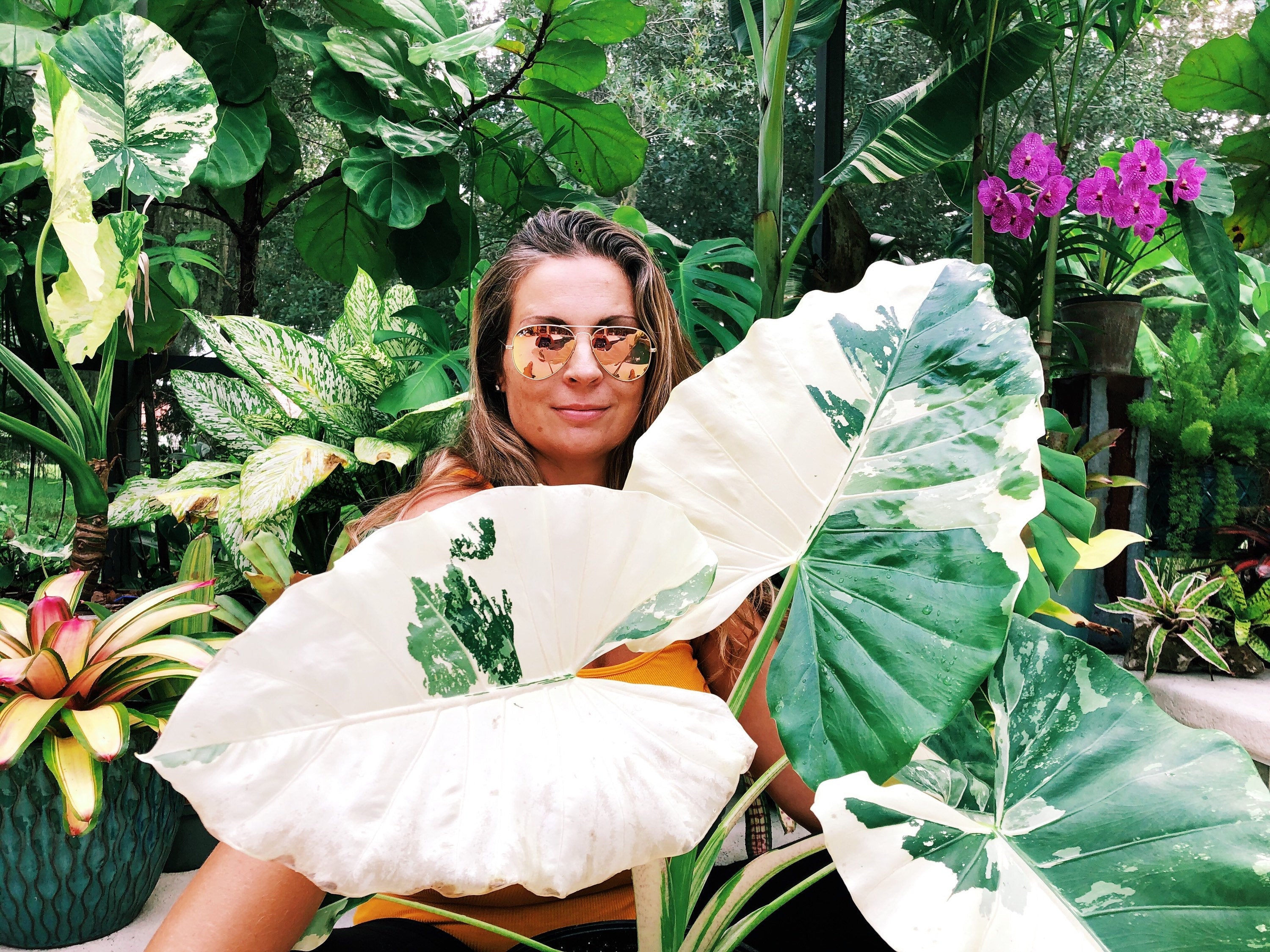 RARE Alocasia Heterophylla 'Dragons Breath' Baginda Jewel Elephant Ear 4 potted live house starter plant aroid