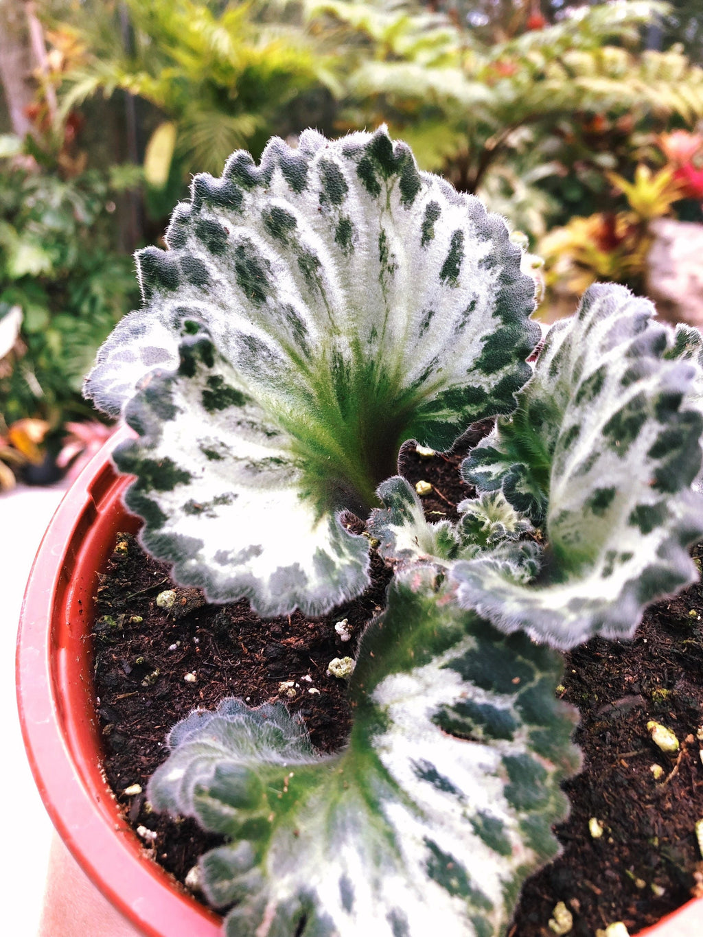 RARE Primulina Chirita 'Curly Loki' Gesneriad Live house plant African Violet Potted 6 Hanging Basket