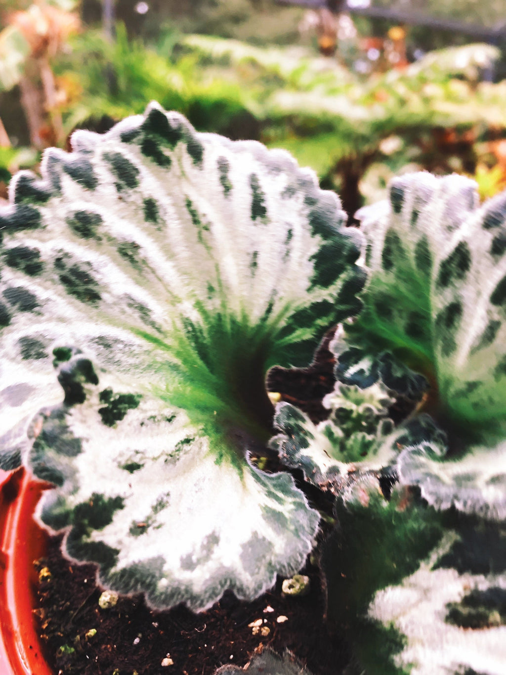 RARE Primulina Chirita 'Curly Loki' Gesneriad Live house plant African Violet Potted 6 Hanging Basket