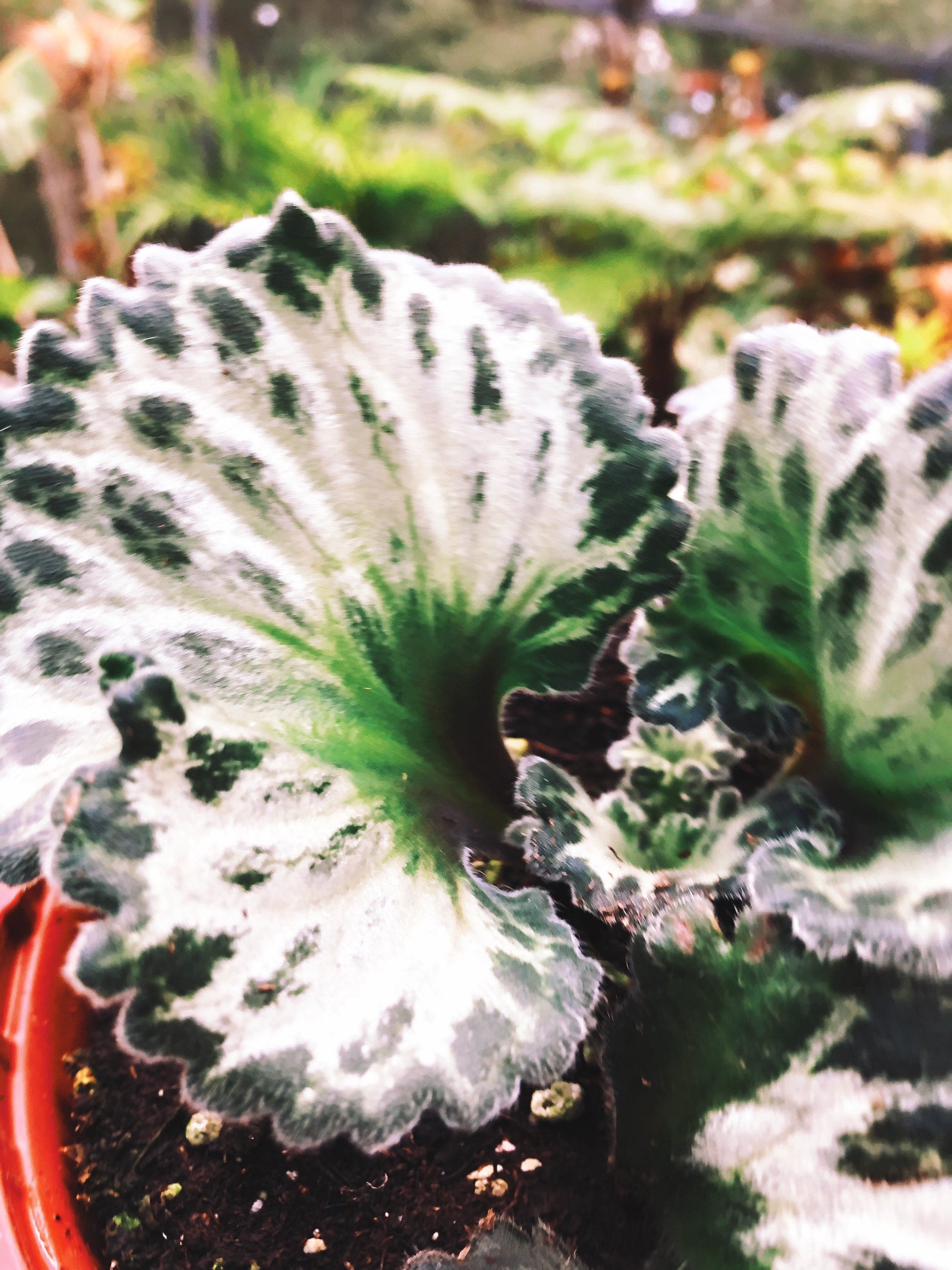 RARE Primulina Chirita 'Curly Loki' Gesneriad Live house plant African Violet Potted 6 Hanging Basket