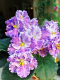 Live house plant variegated fantasy bloom African Violet Harmony's 'Amour Elite' garden 4 pot flower Potted gift