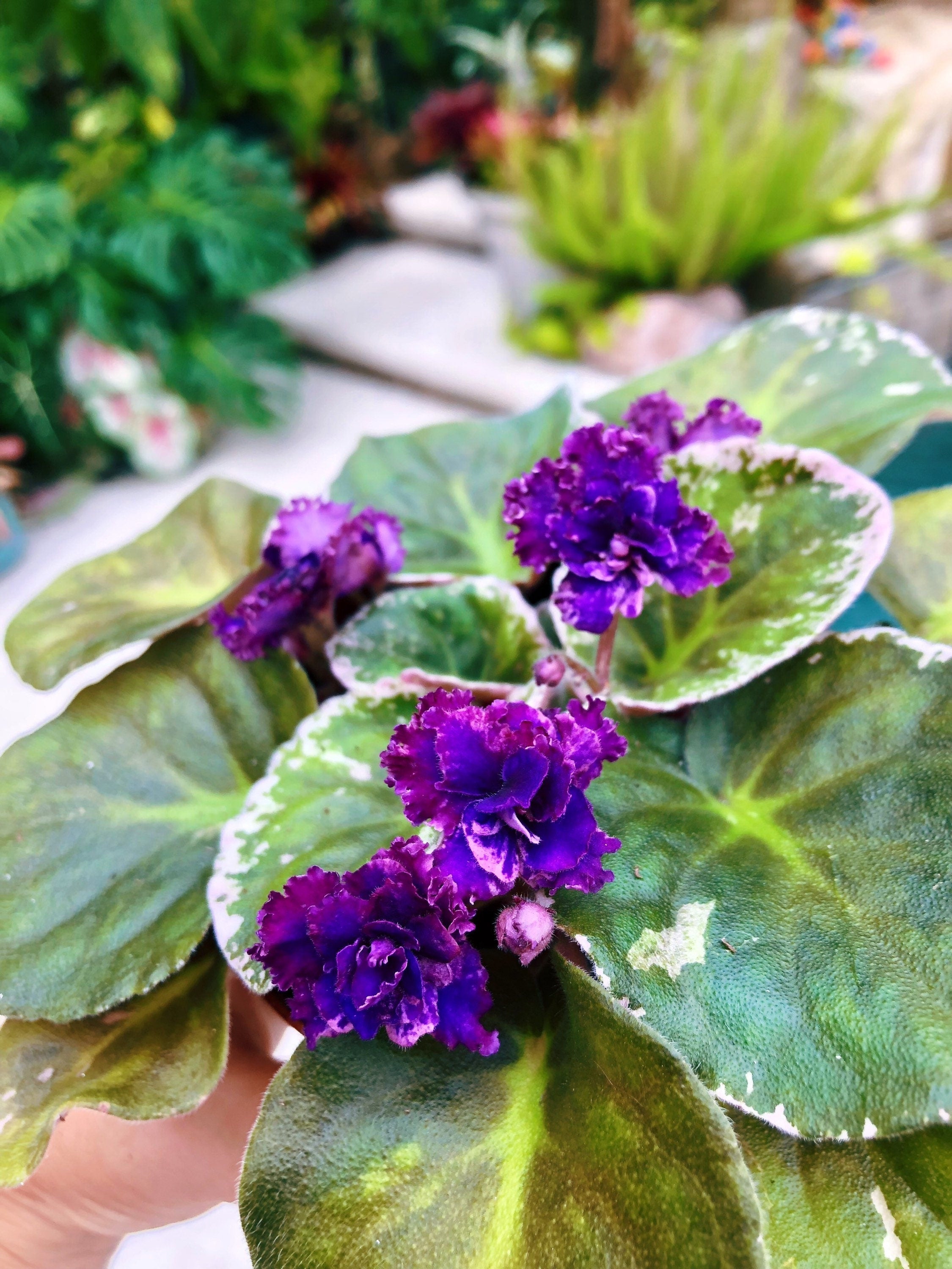 Live house plant variegated bloom African Violet 'Lyon's Private Dancer' garden 4 pot flower Potted gift