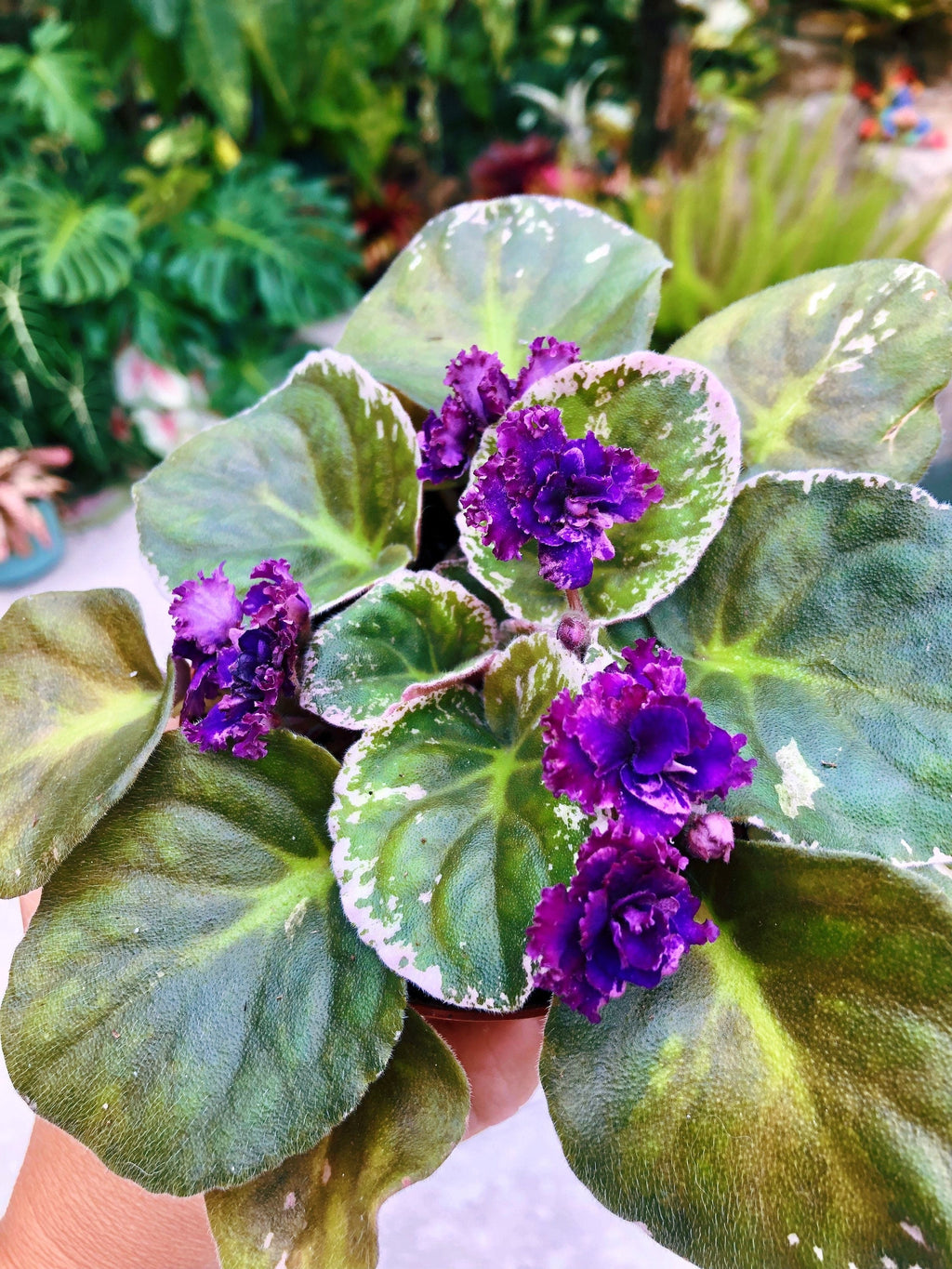Live house plant variegated bloom African Violet 'Lyon's Private Dancer' garden 4 pot flower Potted gift