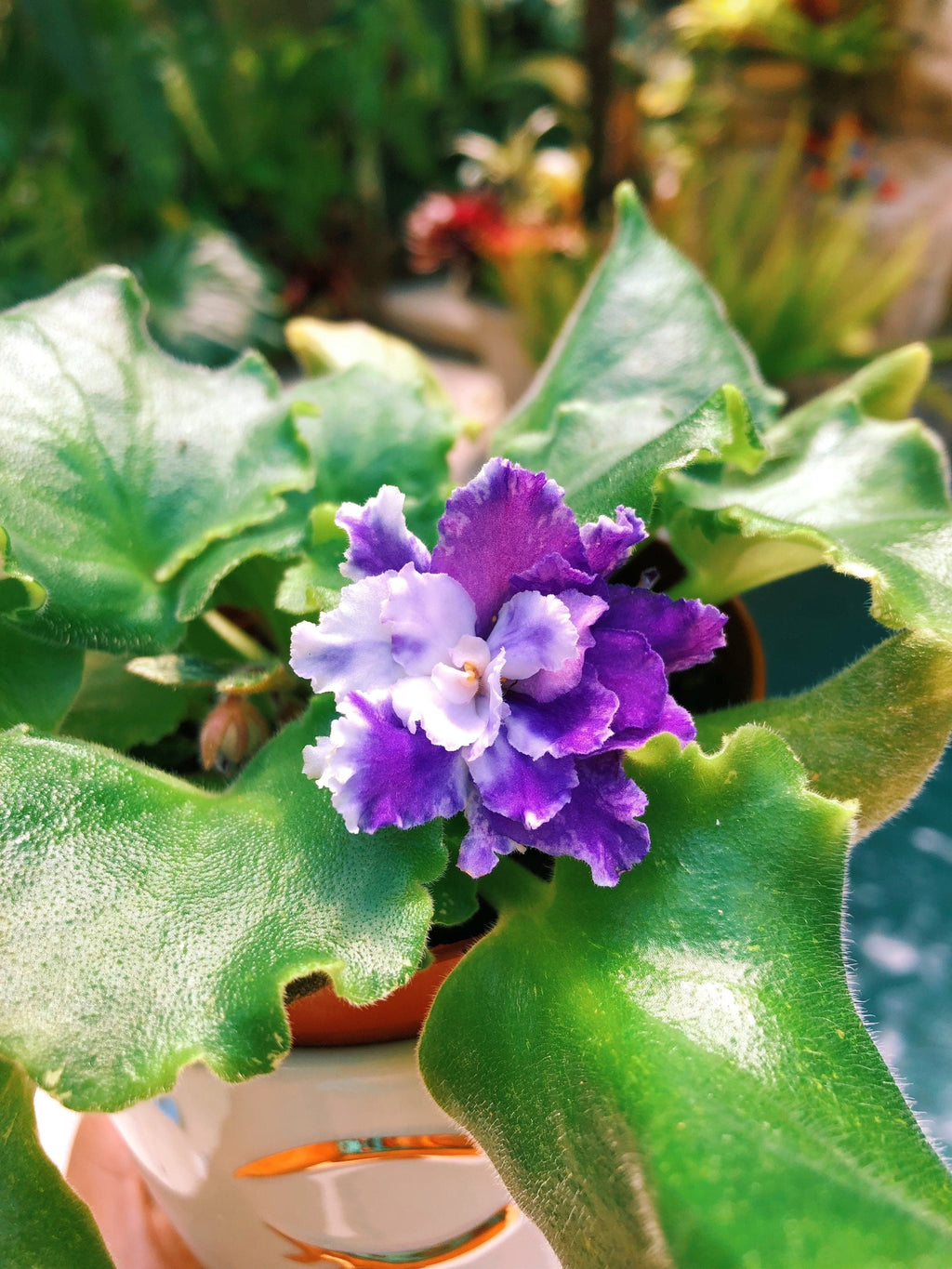 Live house plant variegated bloom African Violet 'Harmony's Dancing Fool' garden 4 flower Potted gift