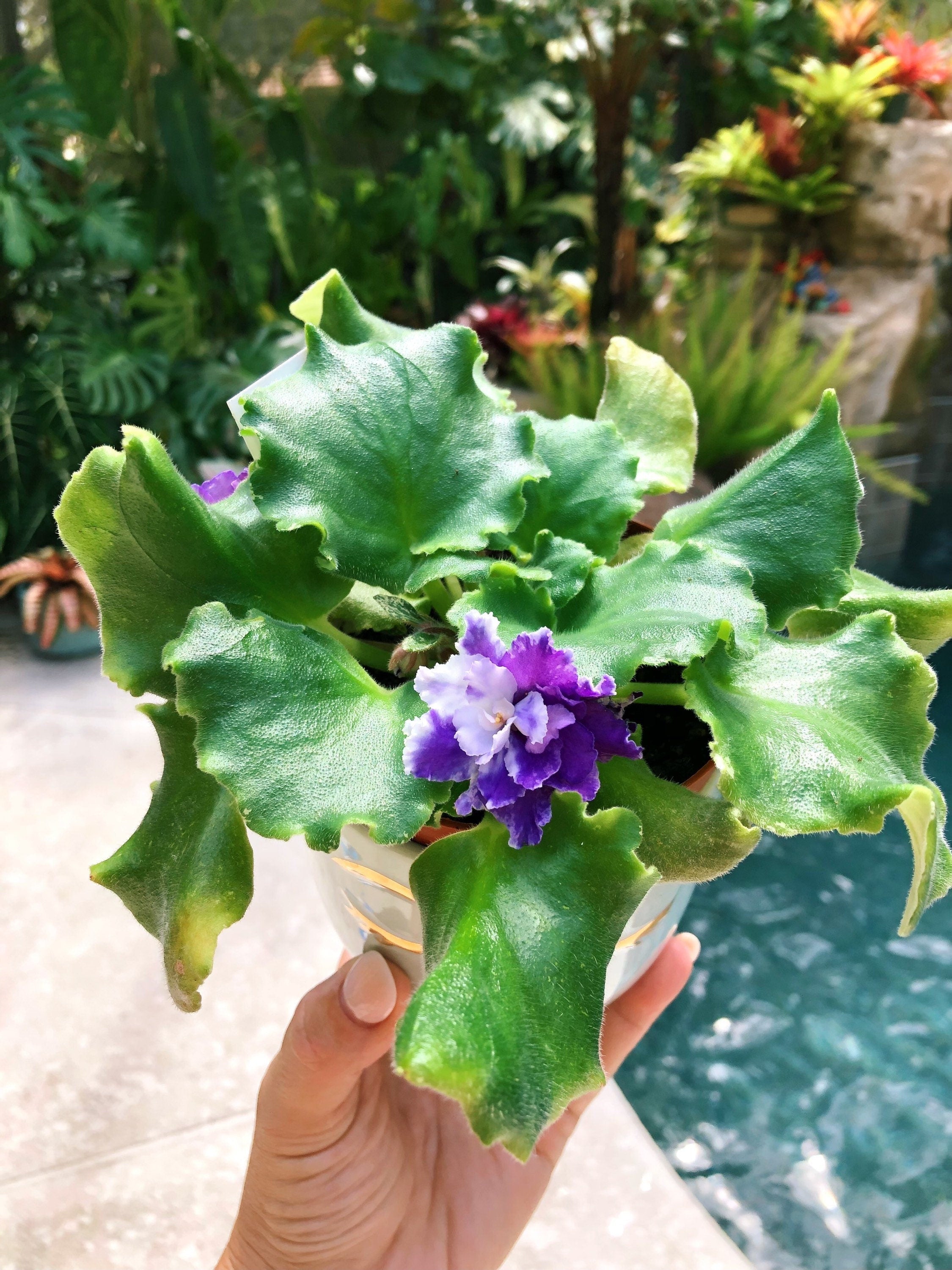 Live house plant variegated bloom African Violet 'Harmony's Dancing Fool' garden 4 flower Potted gift