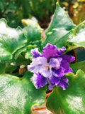 Live house plant variegated bloom African Violet 'Harmony's Dancing Fool' garden 4 flower Potted gift