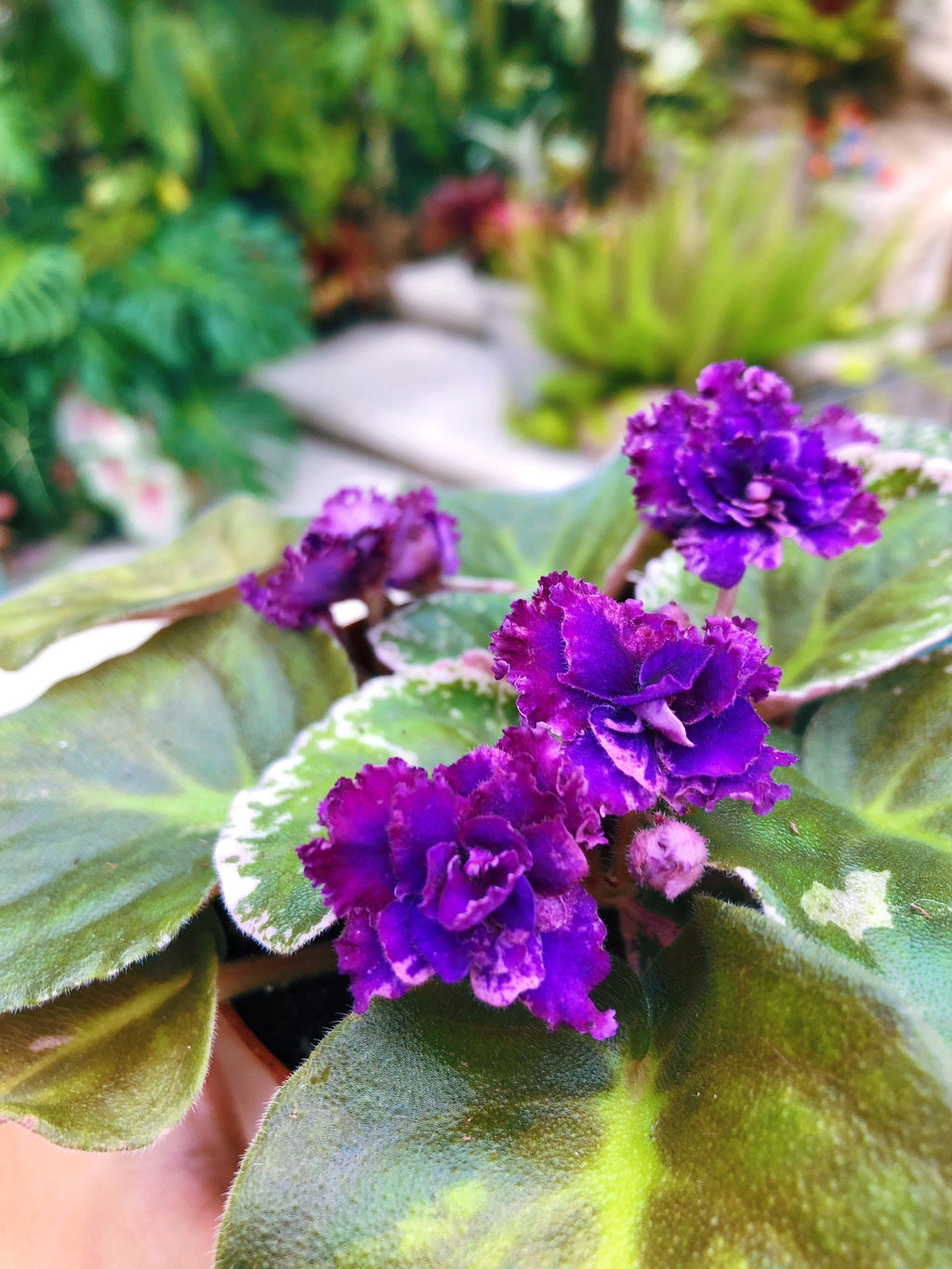 Live house plant variegated bloom African Violet 'Lyon's Private Dancer' garden 4 pot flower Potted gift