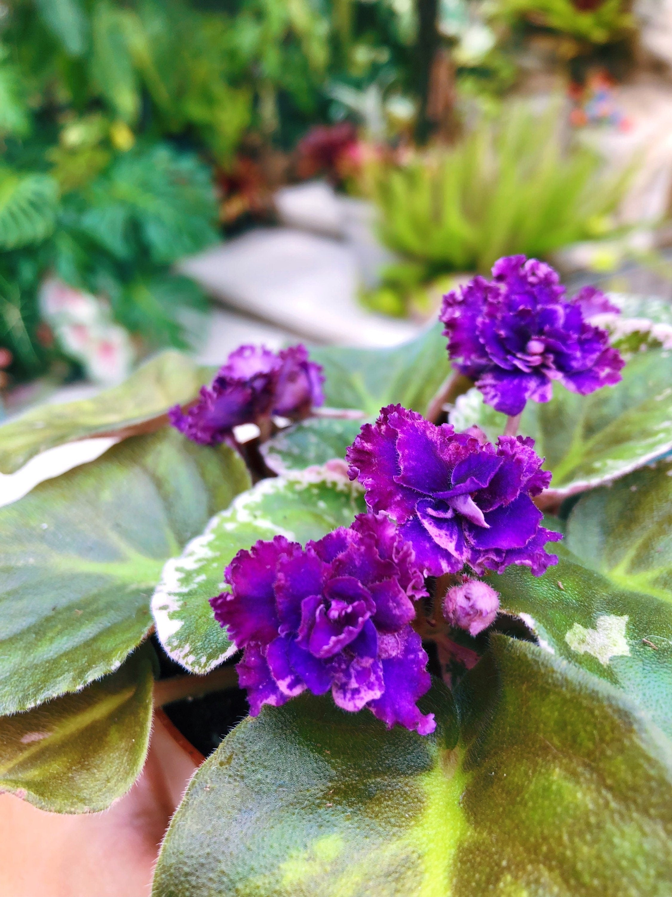 Live house plant variegated bloom African Violet 'Lyon's Private Dancer' garden 4 pot flower Potted gift