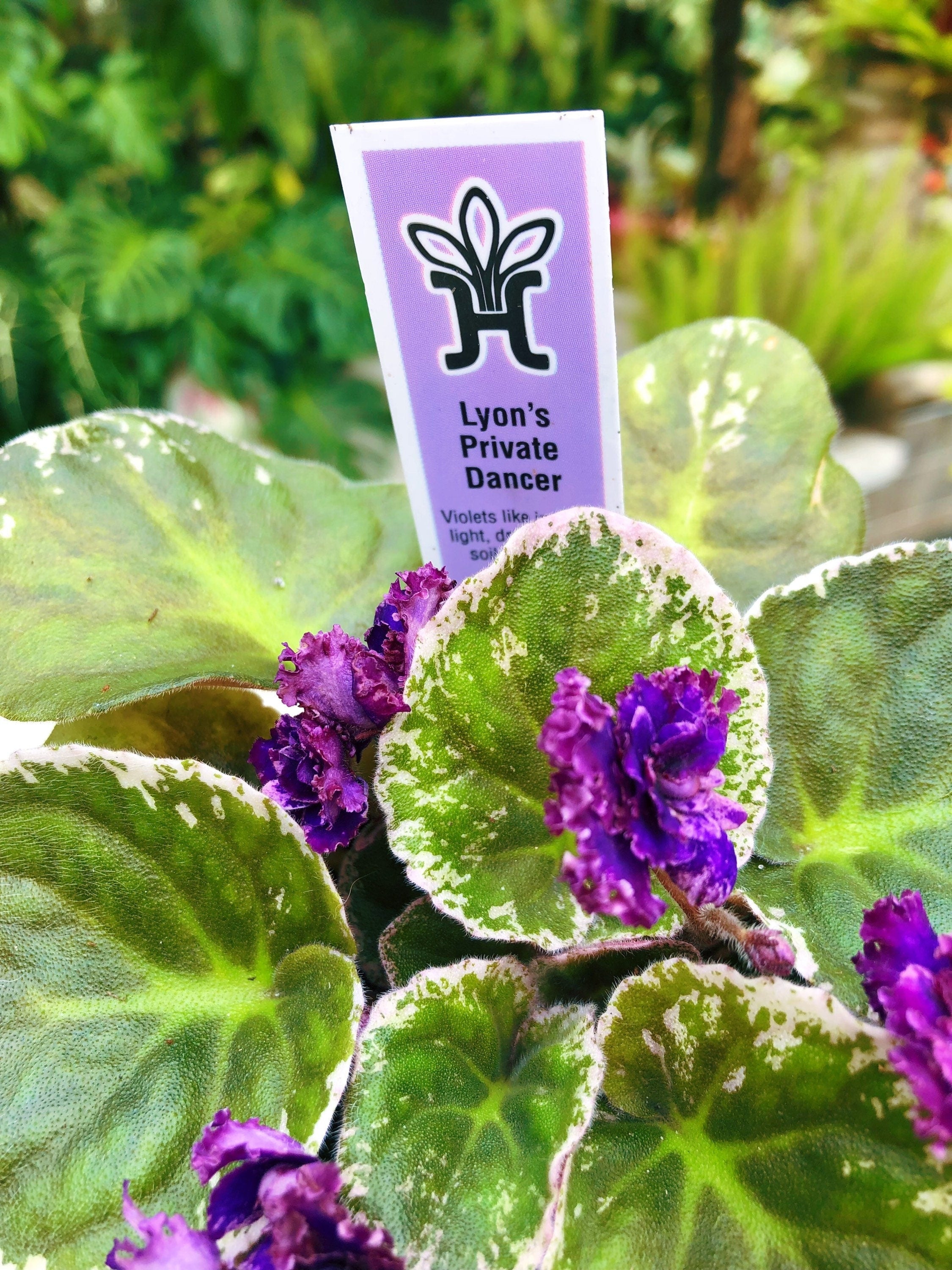 Live house plant variegated bloom African Violet 'Lyon's Private Dancer' garden 4 pot flower Potted gift