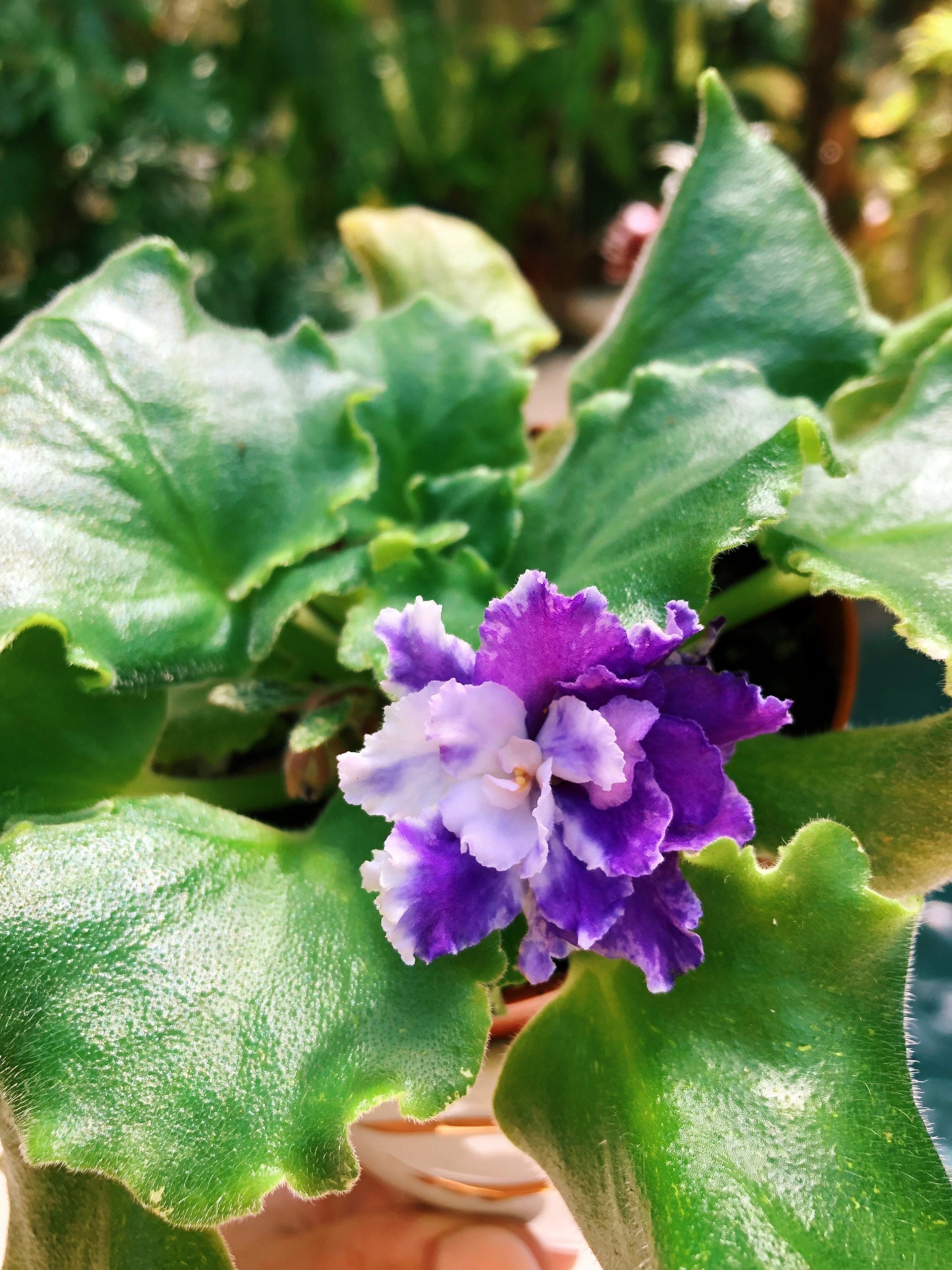 Live house plant variegated bloom African Violet 'Harmony's Dancing Fool' garden 4 flower Potted gift