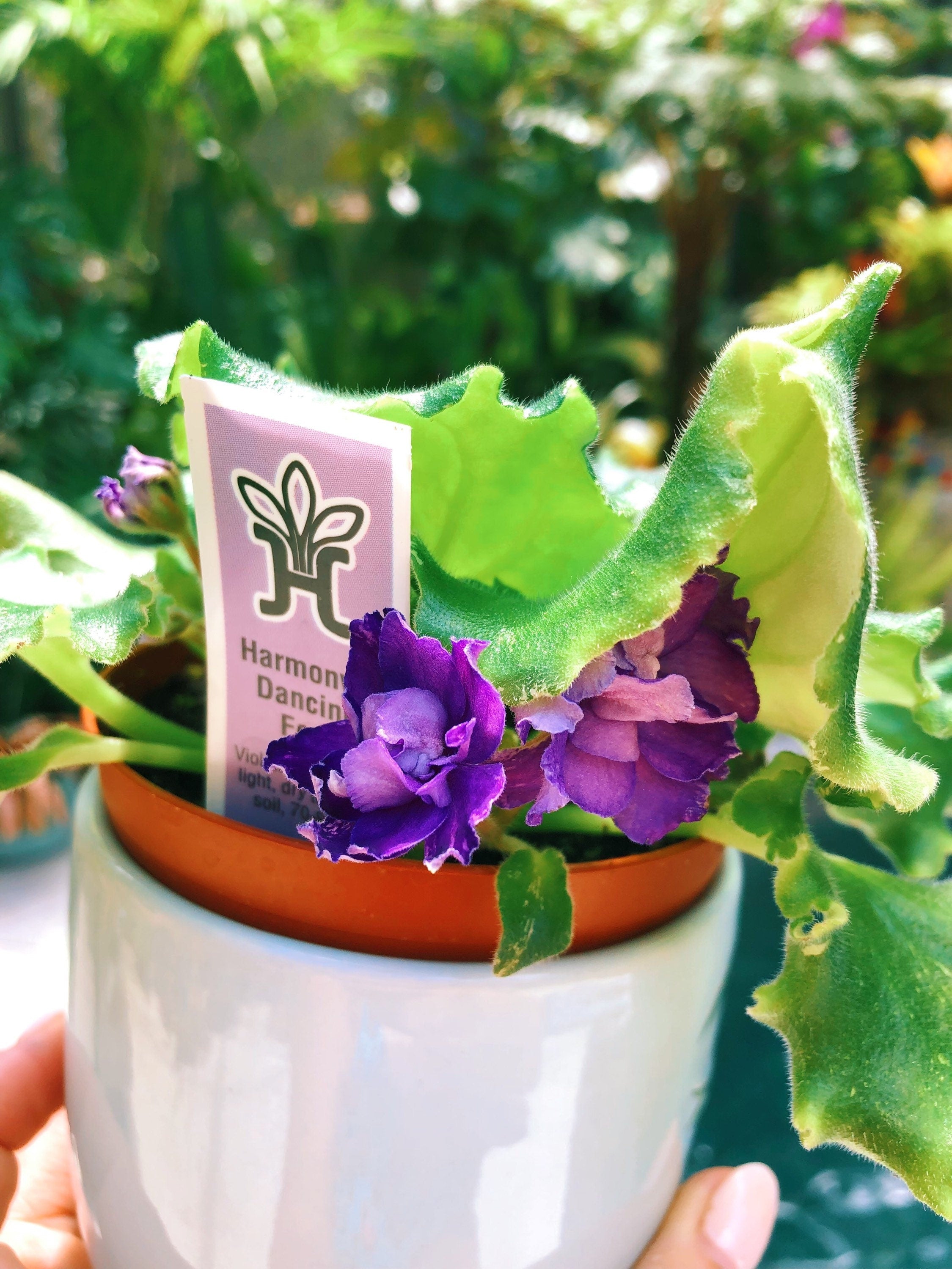 Live house plant variegated bloom African Violet 'Harmony's Dancing Fool' garden 4 flower Potted gift