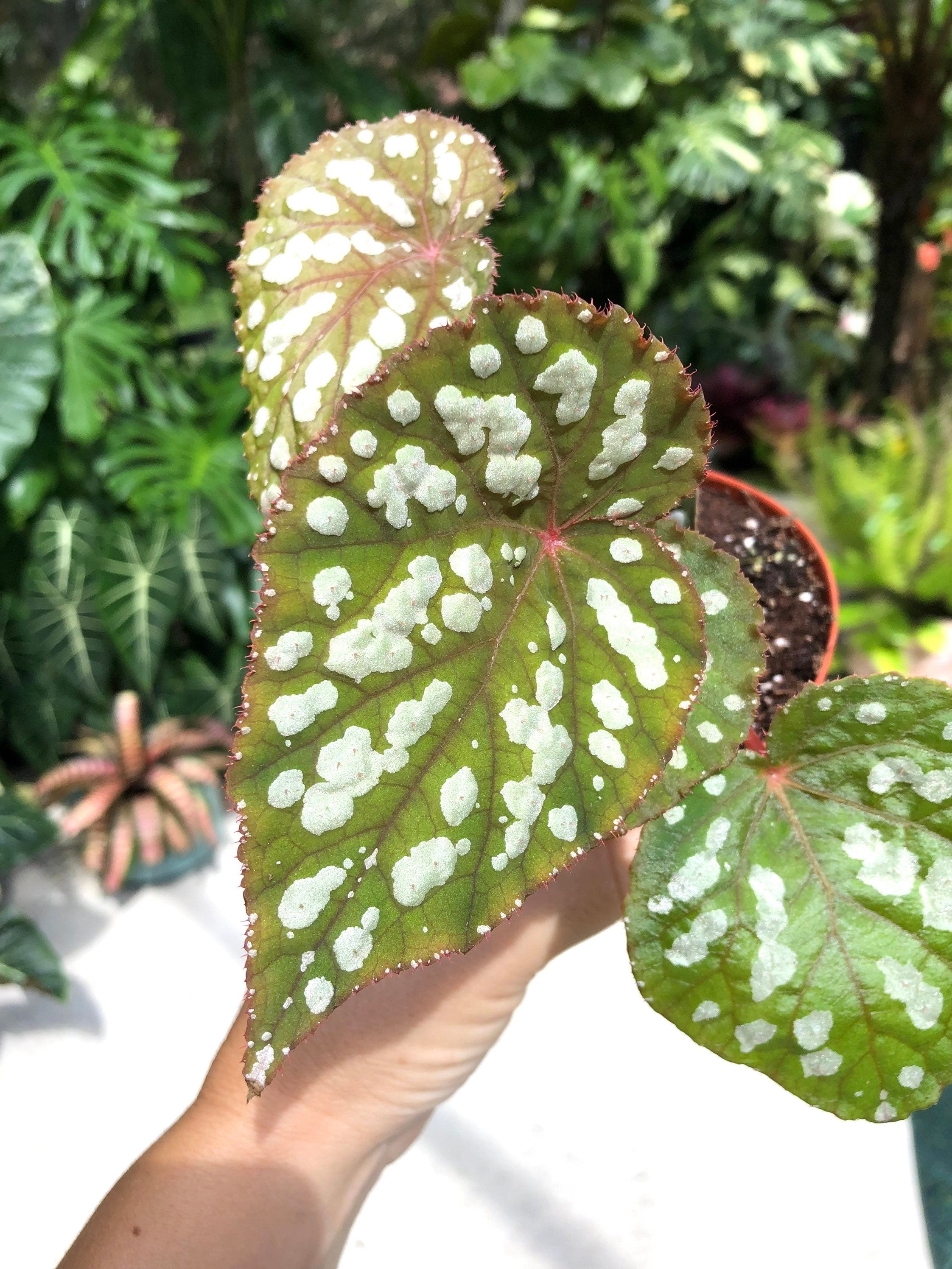RARE Begonia 'Betsy' Iridescent Blue Spotted Live House Plant Potted 4 gift