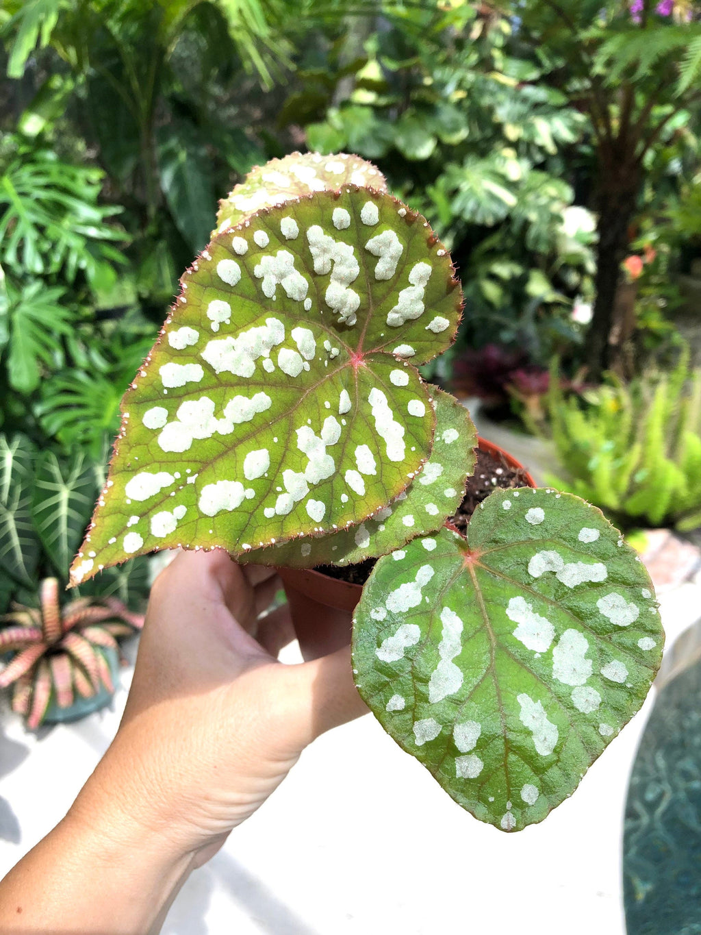 RARE Begonia 'Betsy' Iridescent Blue Spotted Live House Plant Potted 4 gift