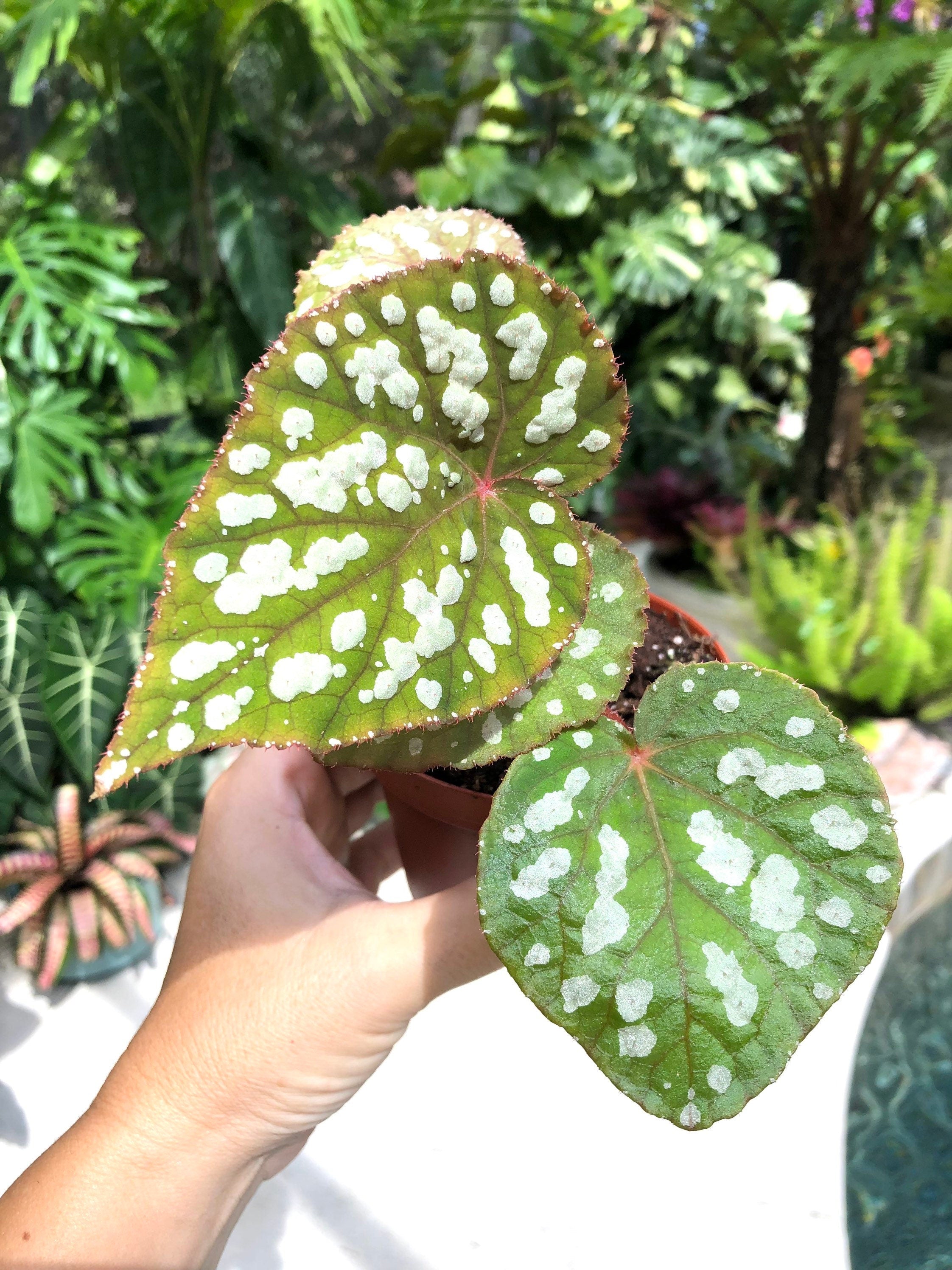 RARE Begonia 'Betsy' Iridescent Blue Spotted Live House Plant Potted 4 gift