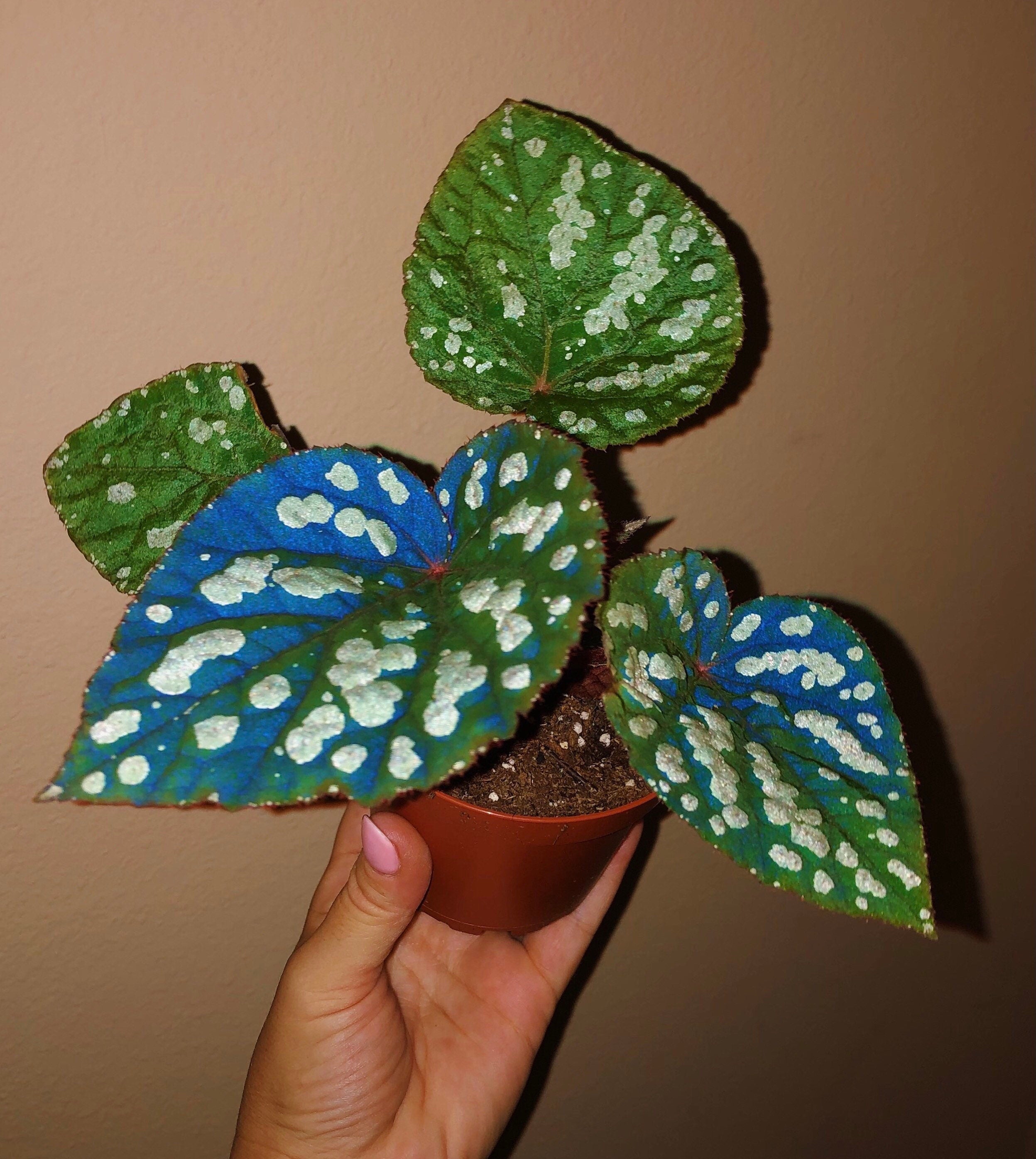 RARE Begonia 'Betsy' Iridescent Blue Spotted Live House Plant Potted 4 gift