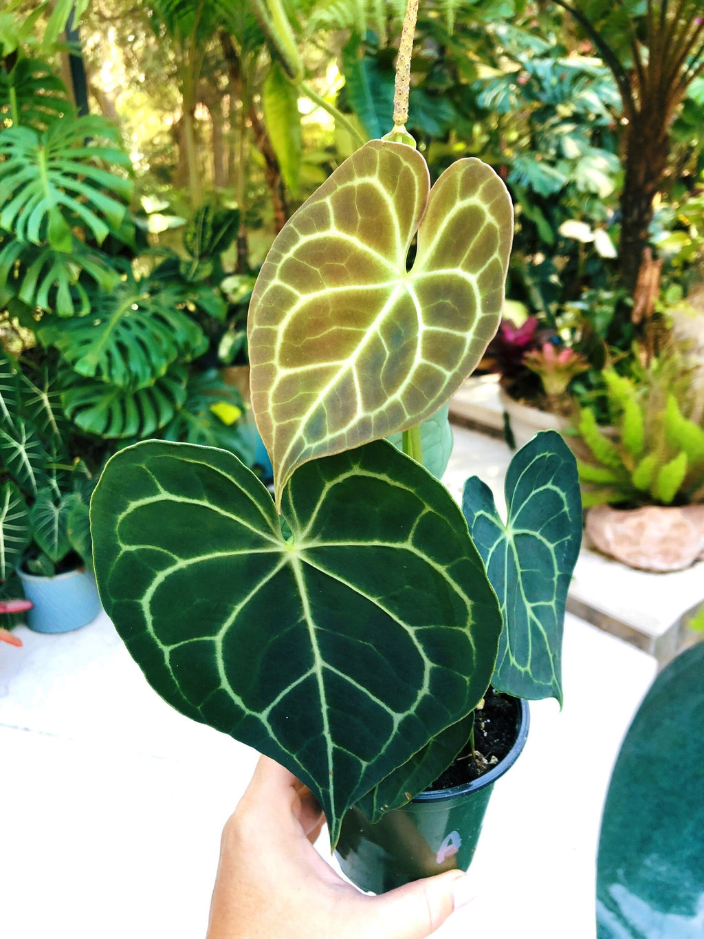 Anthurium Clarinervium Heart Aroid Live House Plant 4 Potted Gift