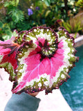 RARE Rex Begonia 'Harmony's Crazy Love' Pink Variegated Live House Plant Potted 4 gift