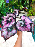Begonia Rex 'Harmony's Double Vision' Pink Swirl Escargot Live House starter Plant Potted 4 gift
