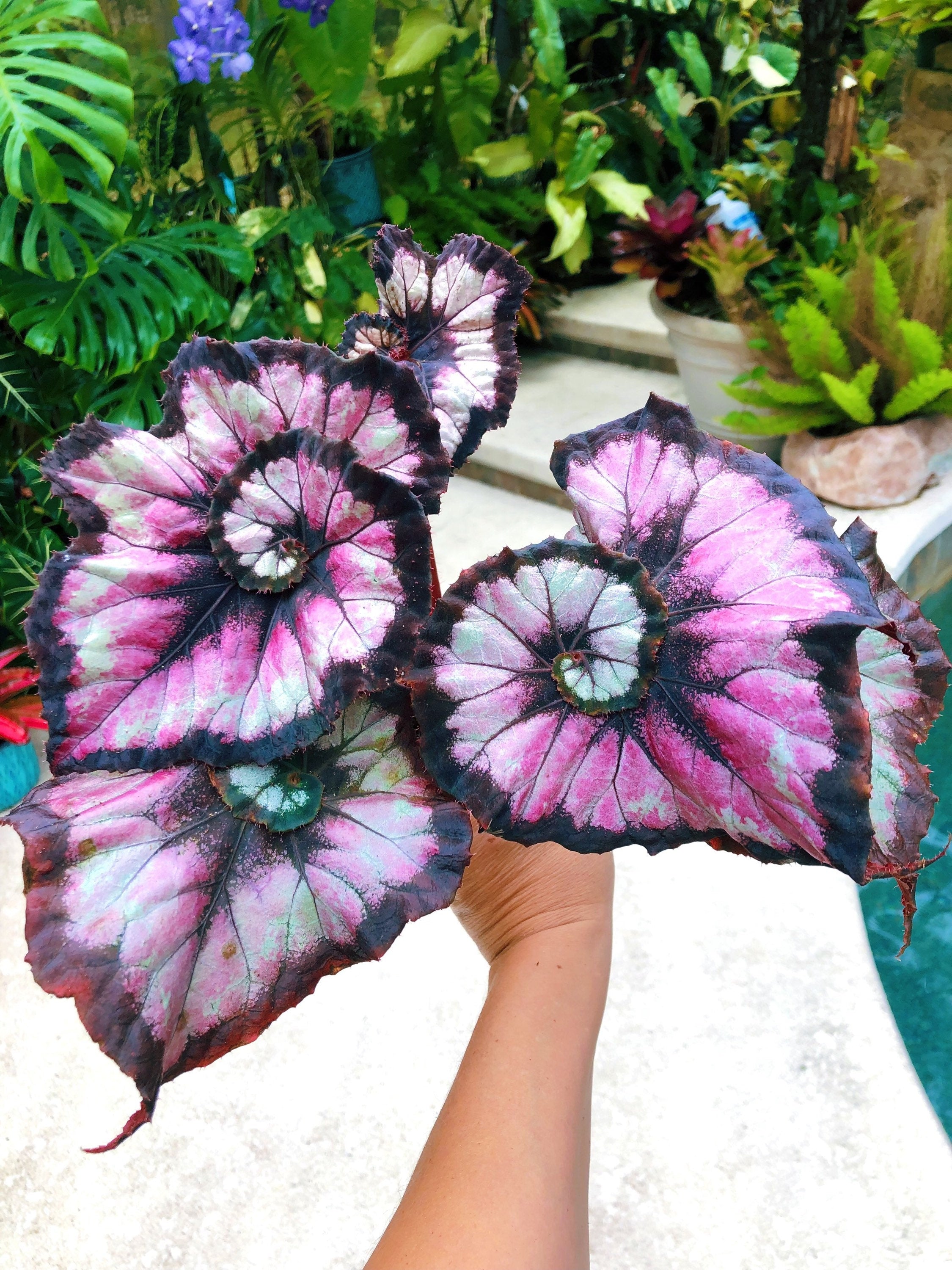 Begonia Rex 'Harmony's Double Vision' Pink Swirl Escargot Live House starter Plant Potted 4 gift