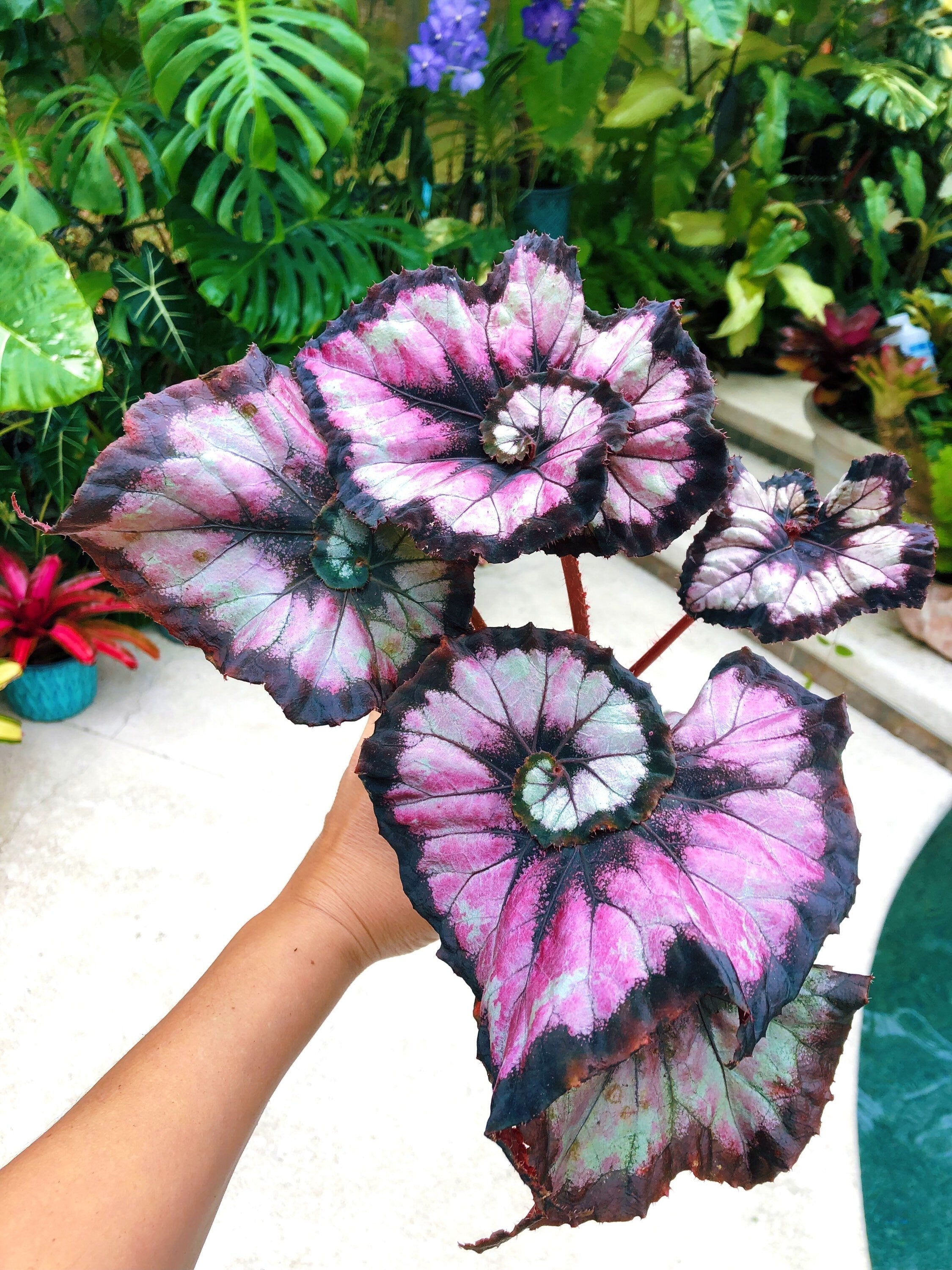 Begonia Rex 'Harmony's Double Vision' Pink Swirl Escargot Live House starter Plant Potted 4 gift