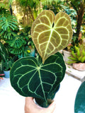 Anthurium Clarinervium Heart Aroid Live House Plant 4 Potted Gift